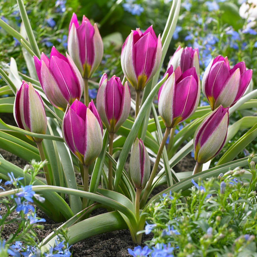 Van Zyverden 87024 Plant-Bulbs - View #8