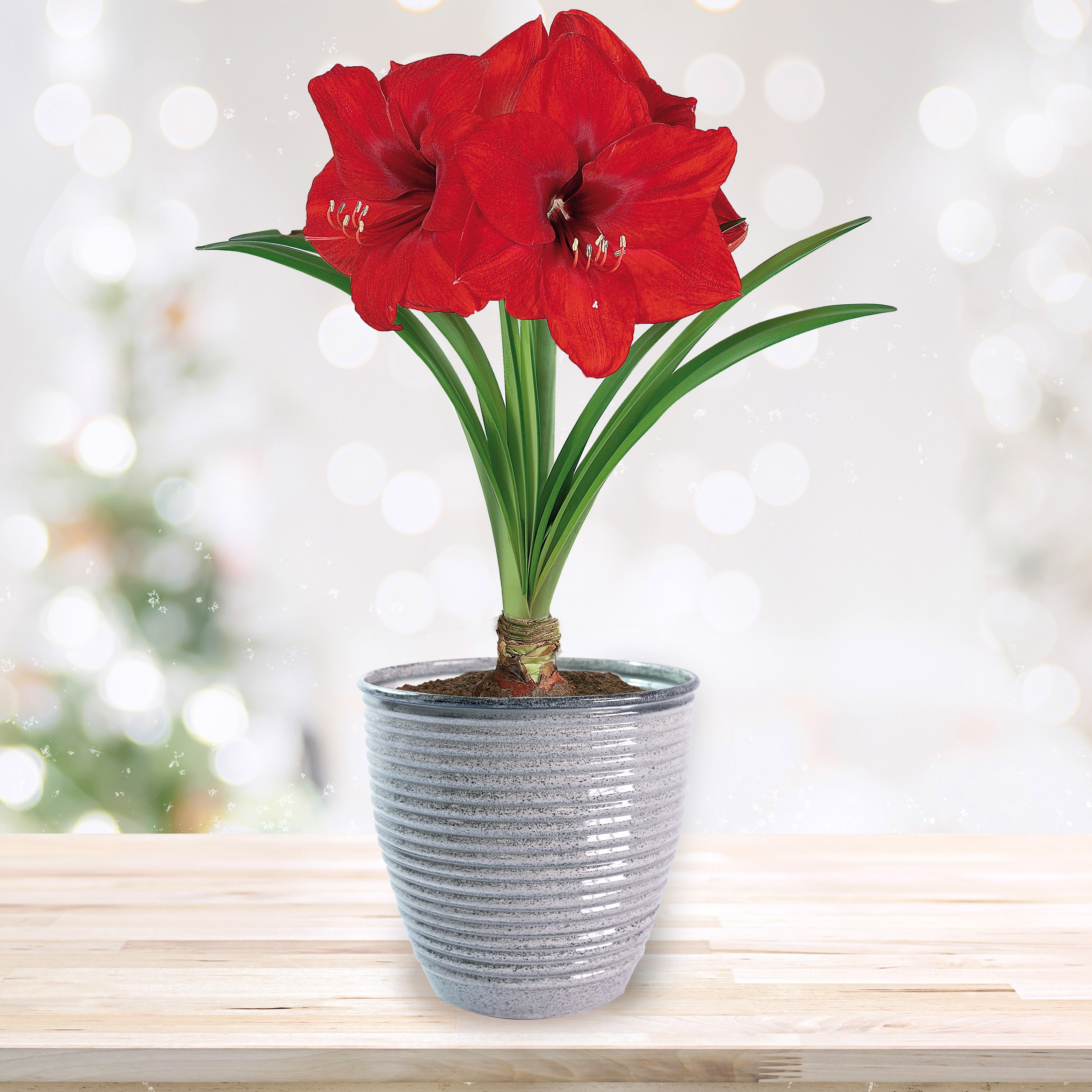 Garden State Bulb ECH-26-01-01 Plant-Bulbs - View #9