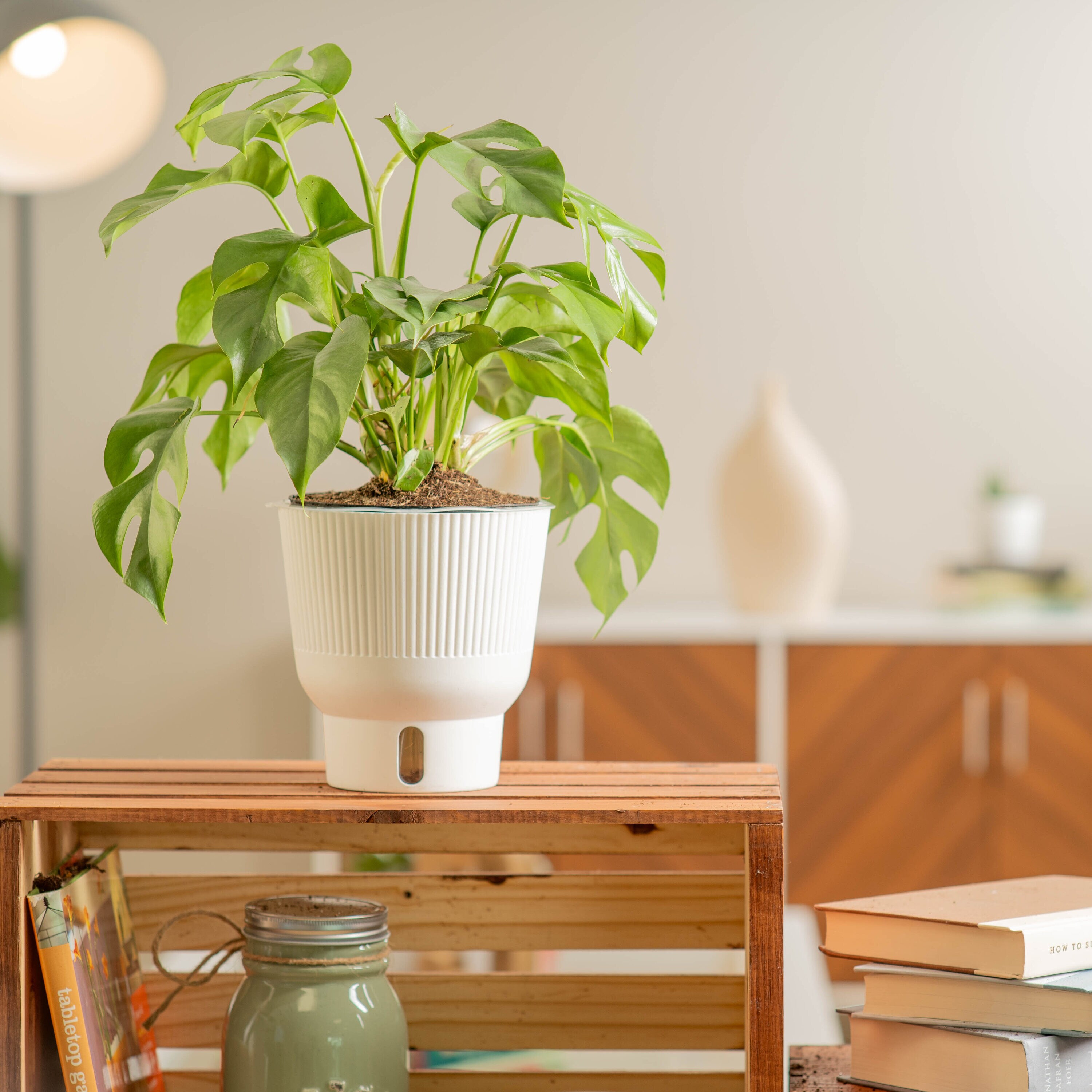 Costa Farms 4905274 hseplants - View #6