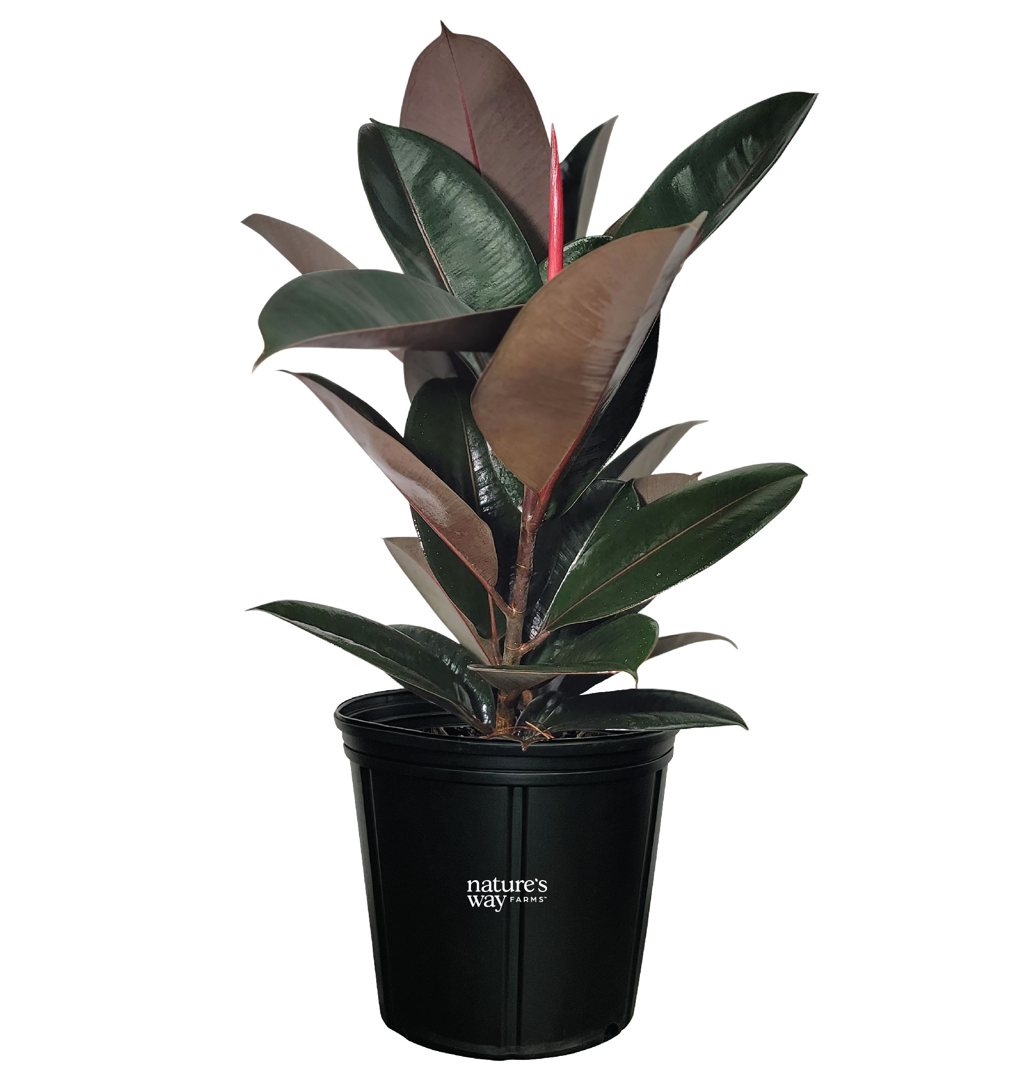  3874 Nature's Way Farms Ficus Burgundy Live Plant in 10# Pot