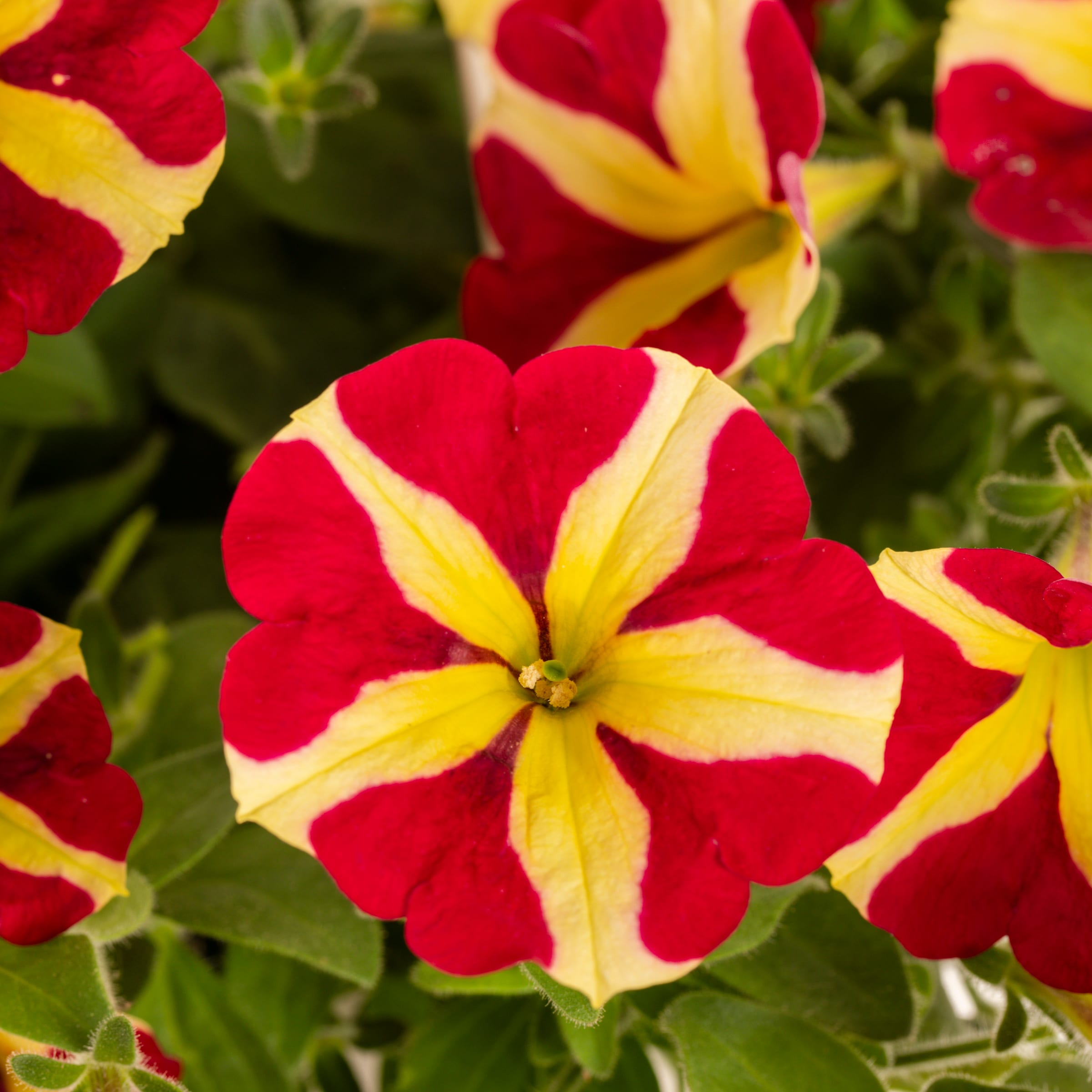 Lowe's 212713 annuals - View #5