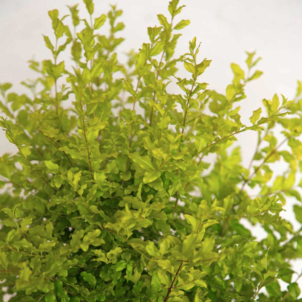 Southern Living Plant Collection 3953Q-2 shrubs - View #8