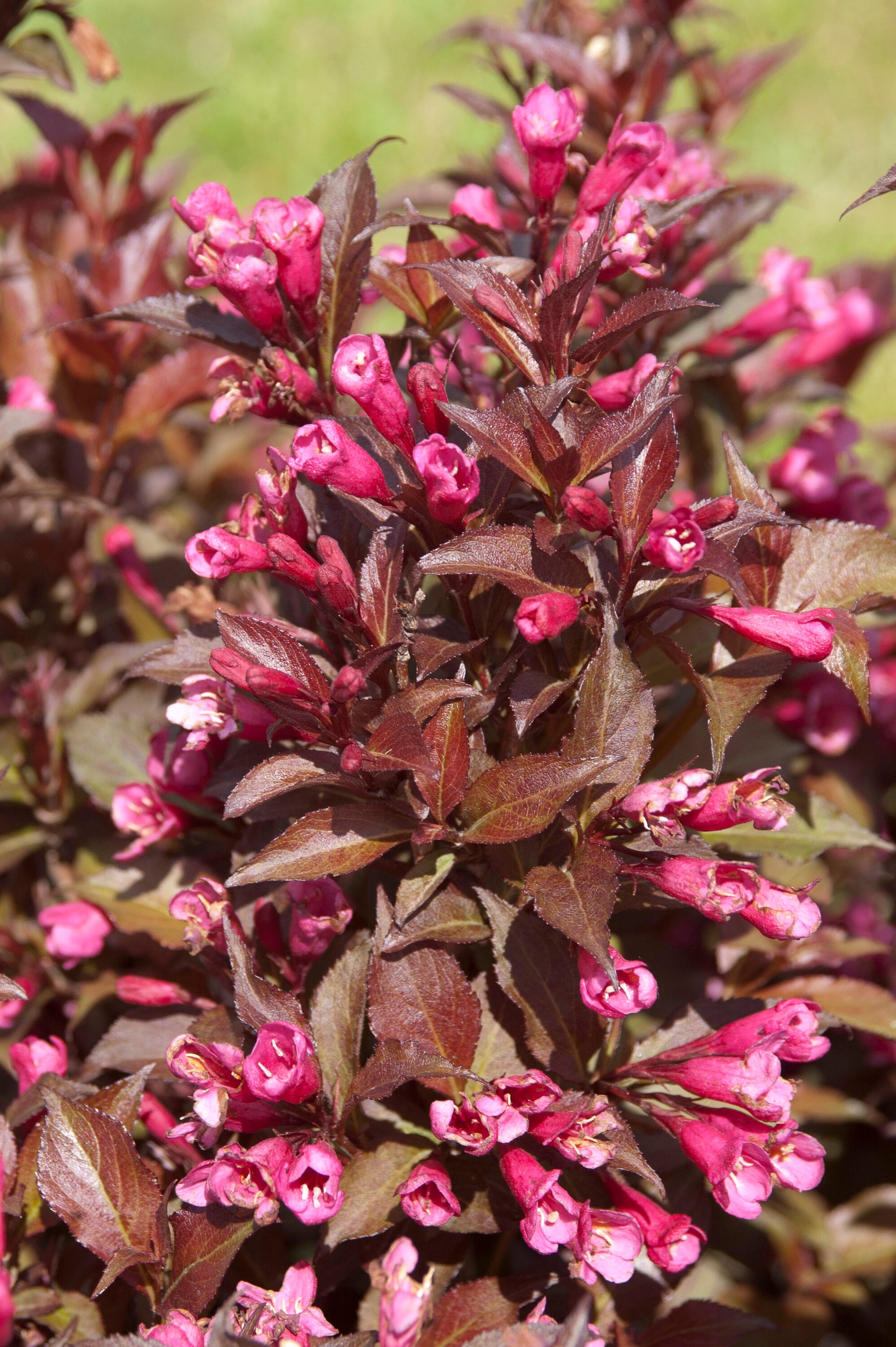 Lowe's NURSERY shrubs - View #6
