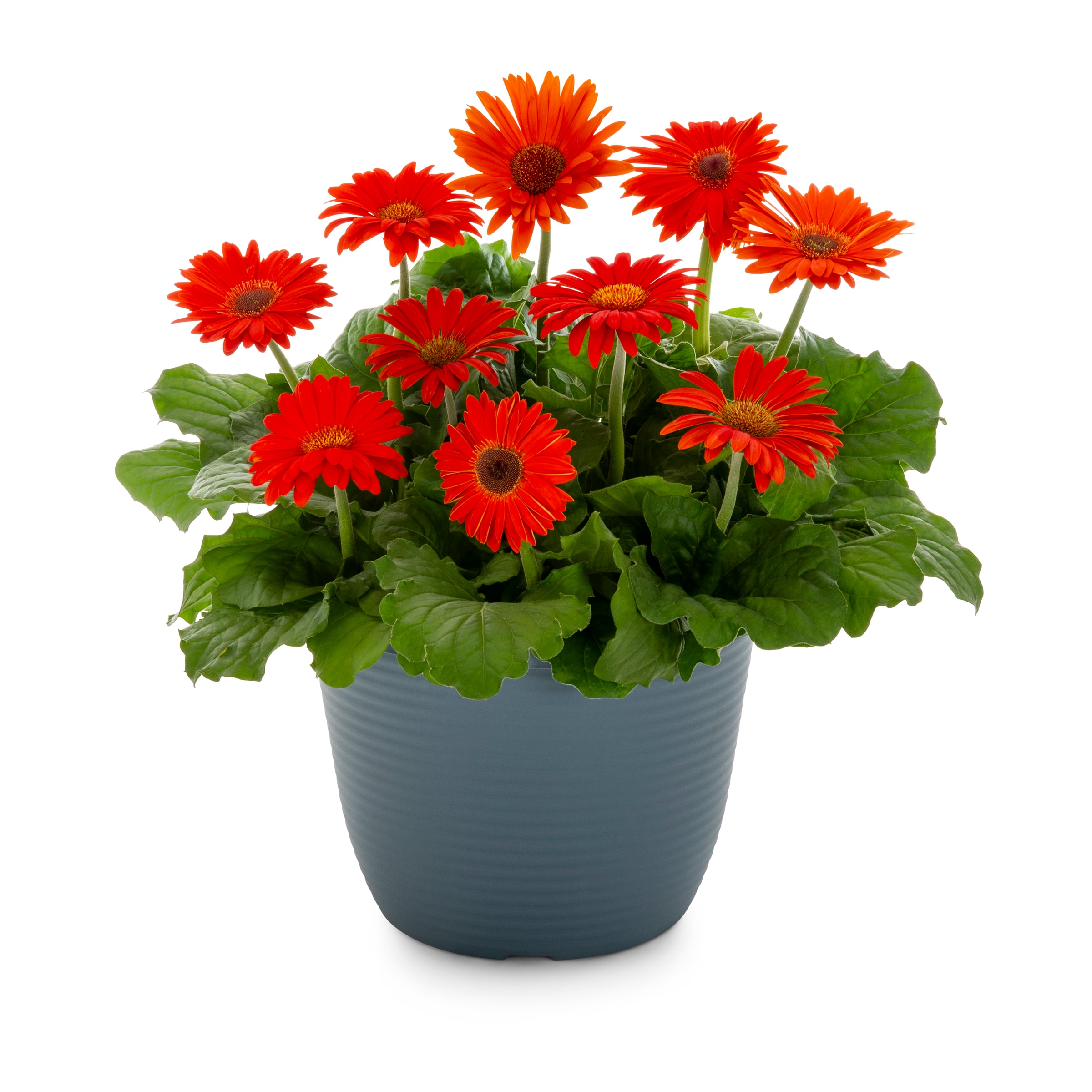 Lowe's Multicolor Gerbera Daisy 1.75-Gallon (s) Planter the Annuals department at Lowes.com