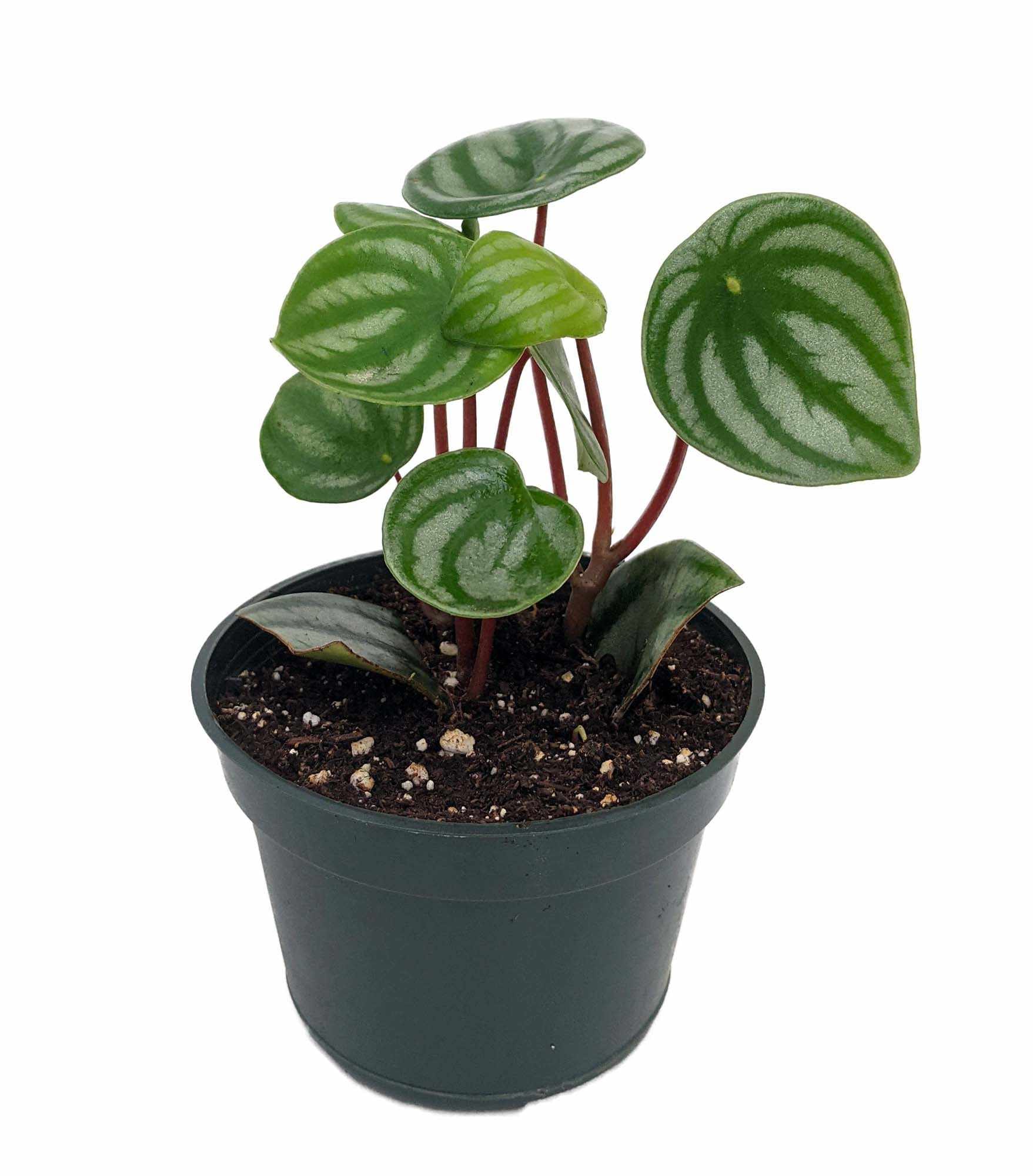 Hirt's Gardens - Watermelon Peperomia - Collector's Series - 4 inch Pot