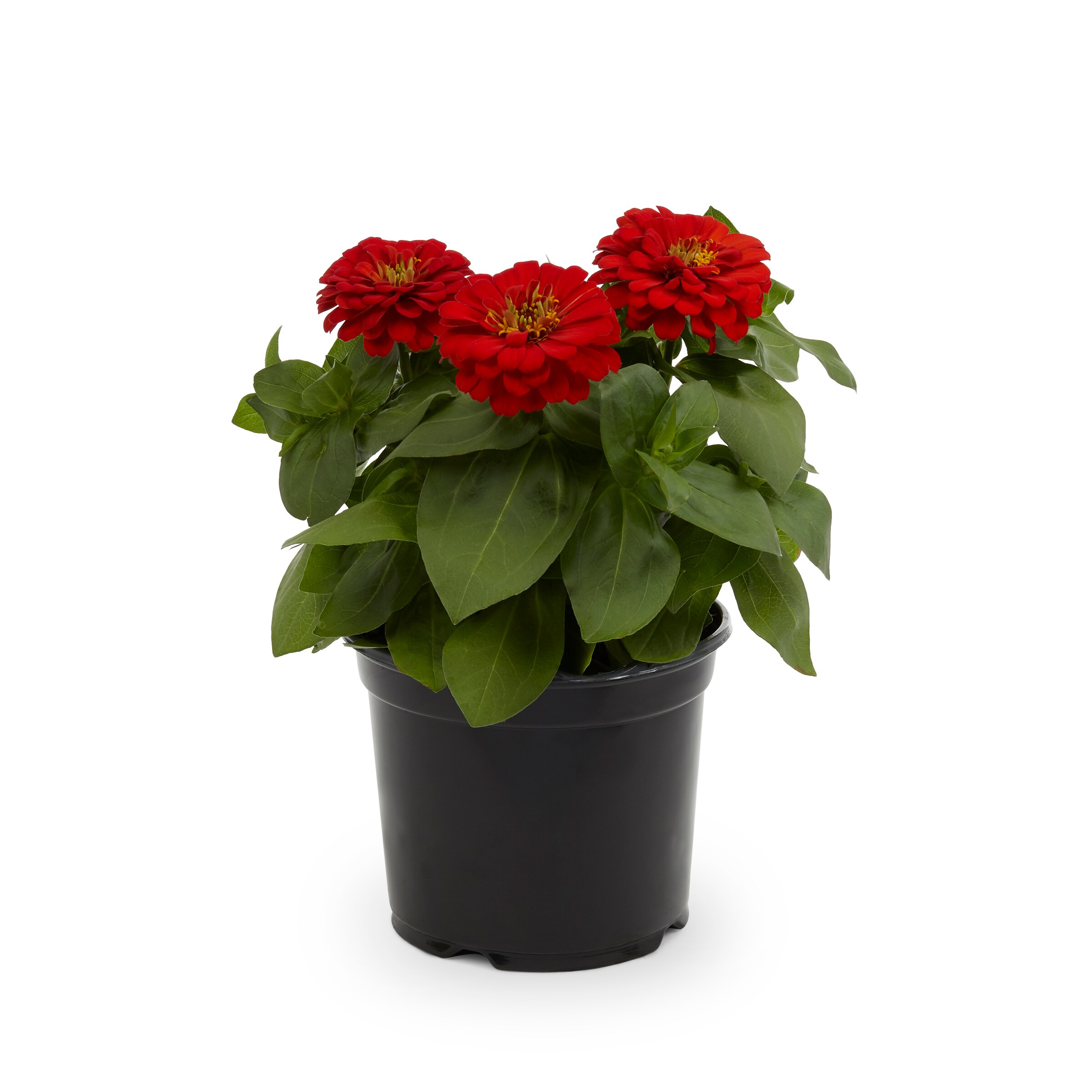 Lowe's NURSERY annuals - View #9