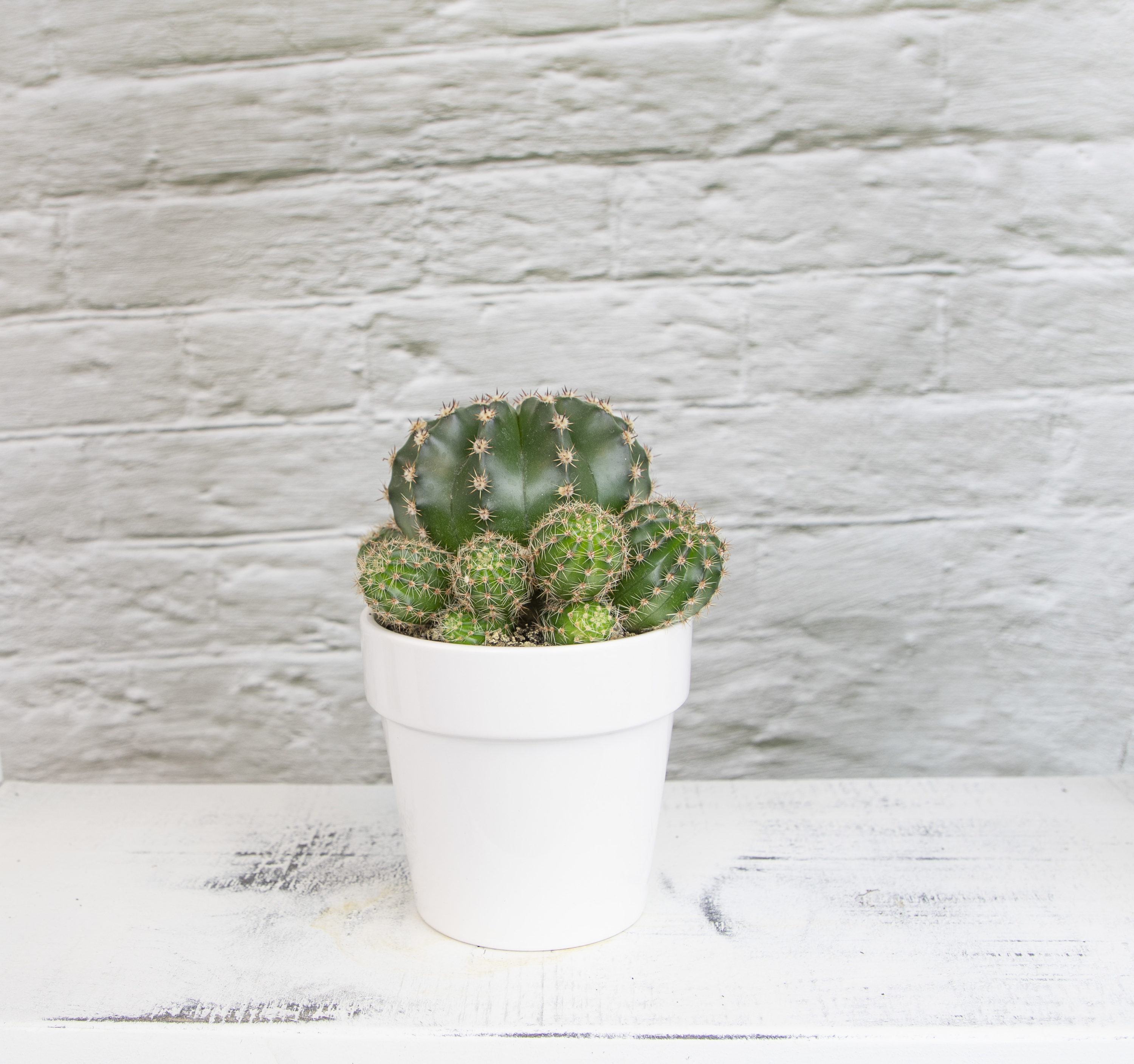 Altman Plants 0872540 Cacti-Succulents - View #7