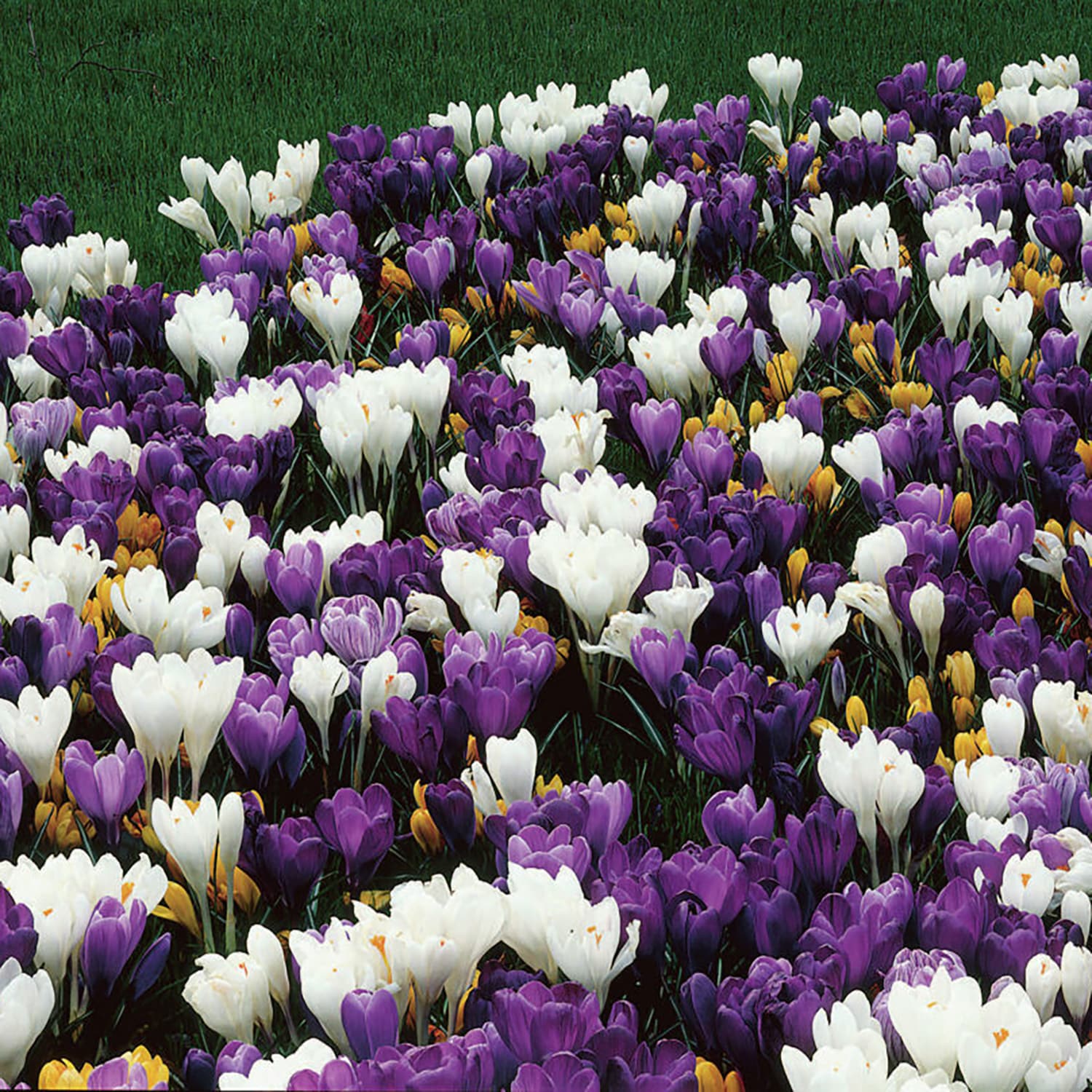 Garden State Bulb 11339 Crocus Large Flowering Mix