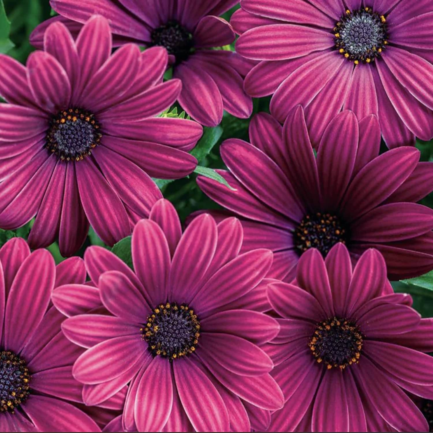 Lowe's NURSERY annuals - View #2