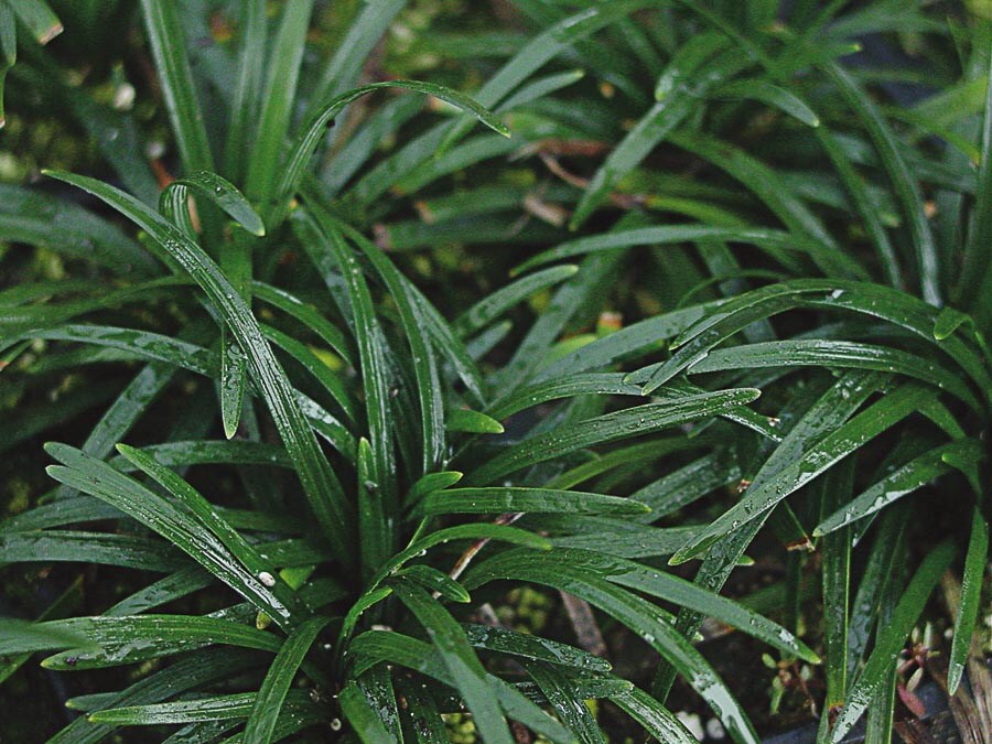 Dwarf Mondo Grass Ground Cover at Lowes.com