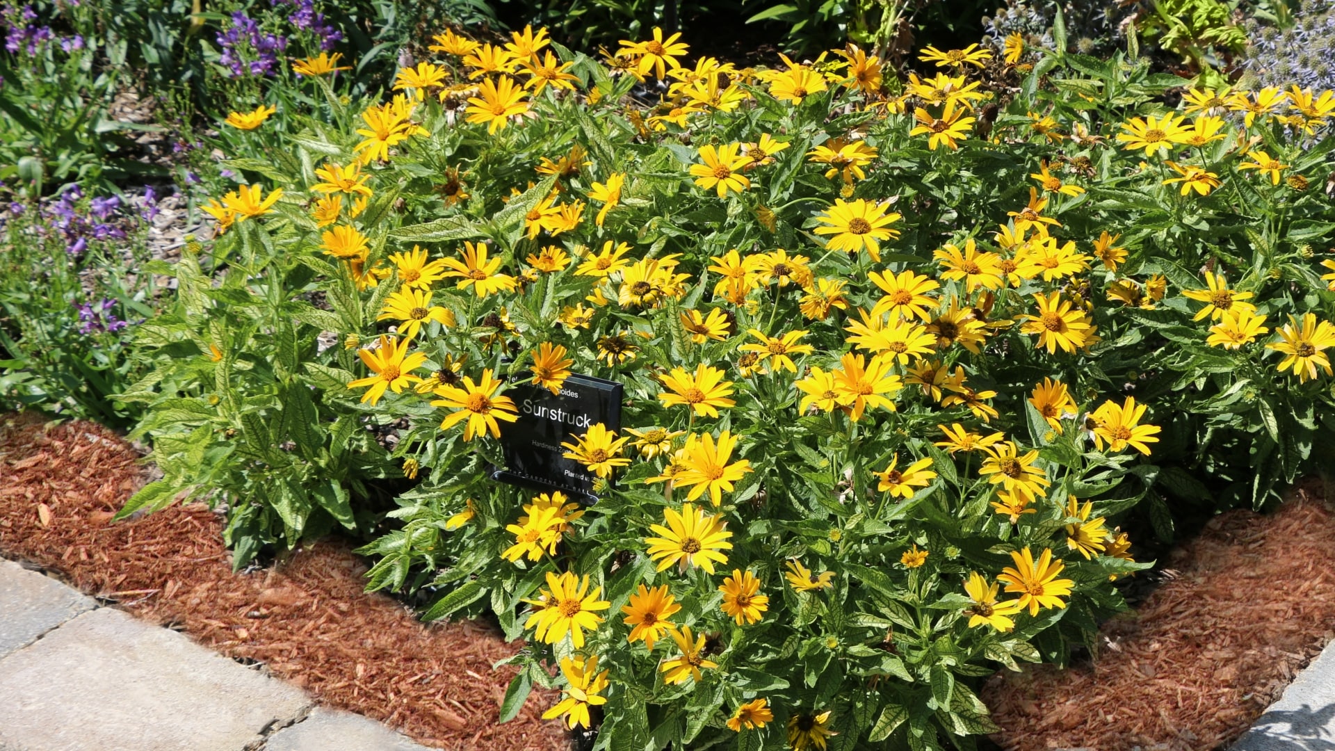 National Plant Network LW1456 perennials - View #4