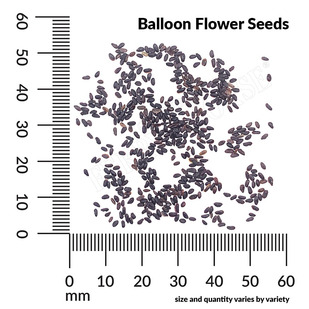Ferry-Morse LC25.6703 seeds - View #2