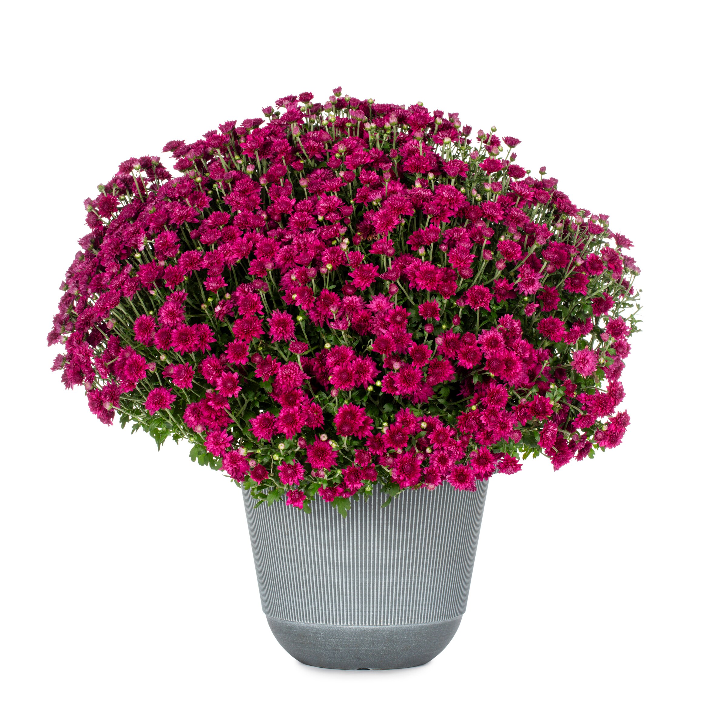 Lowe's NURSERY annuals - View #4