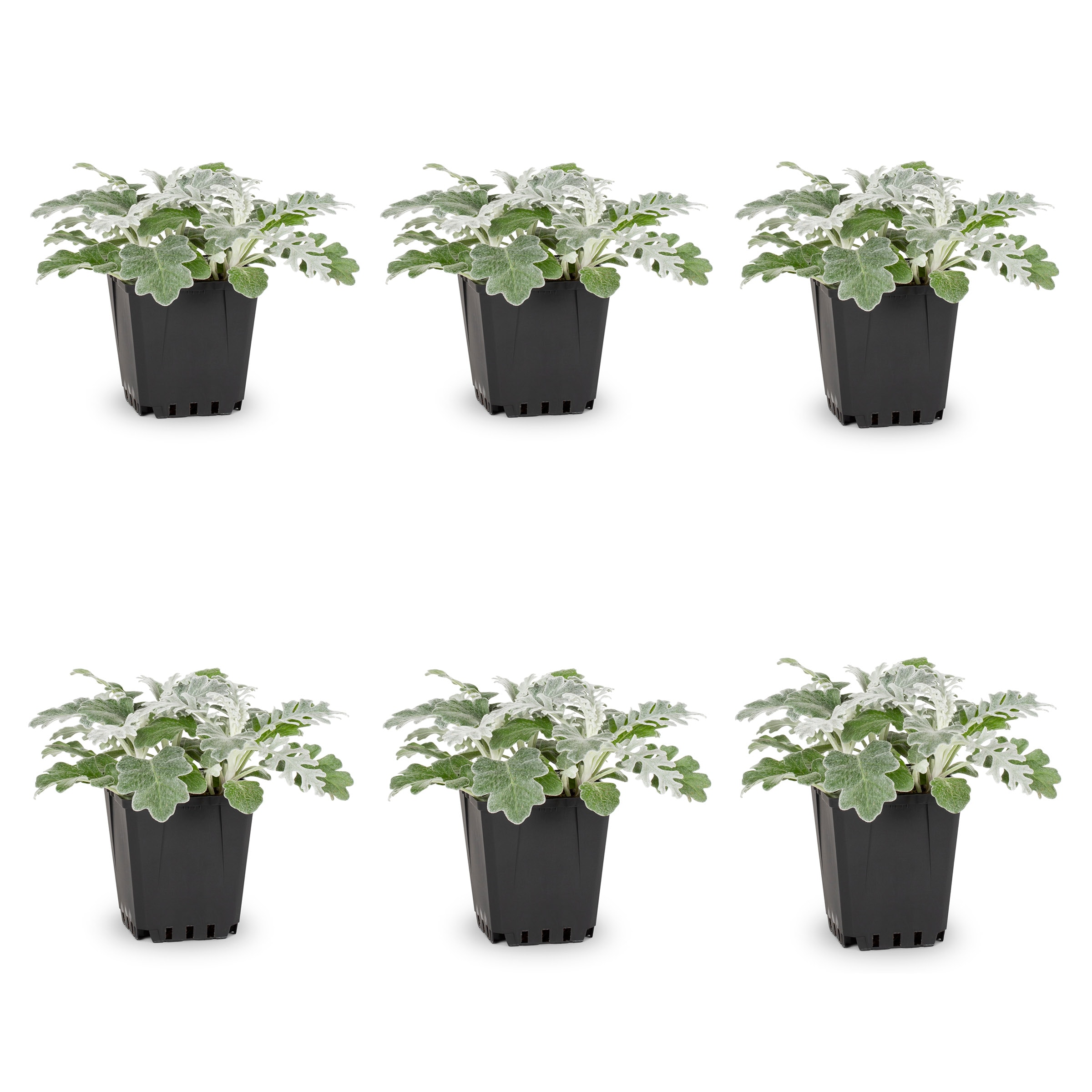 Metrolina Greenhouses 78783 Dusty Miller in 1 Pint Pot 6 -Pack