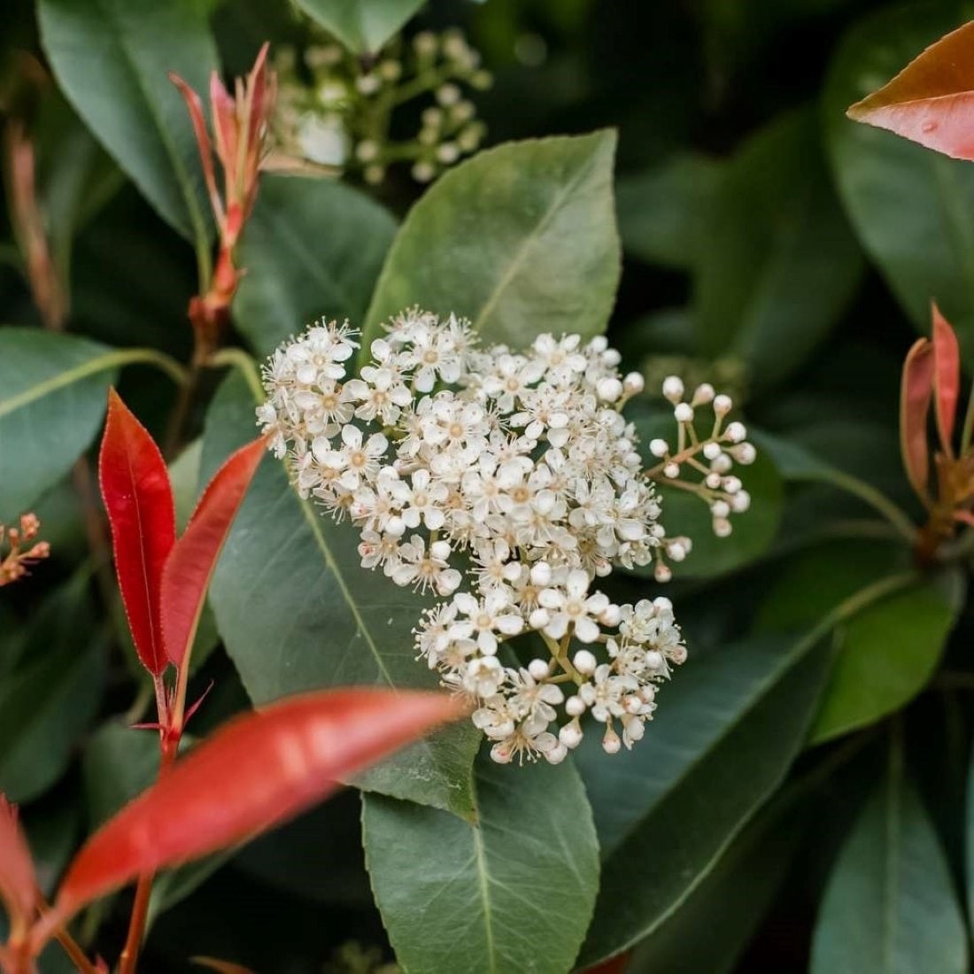 Altman Plants White Red Tip Photinia Foundation/Hedge Shrub in 2.5-Quart Pot the Shrubs department at Lowes.com