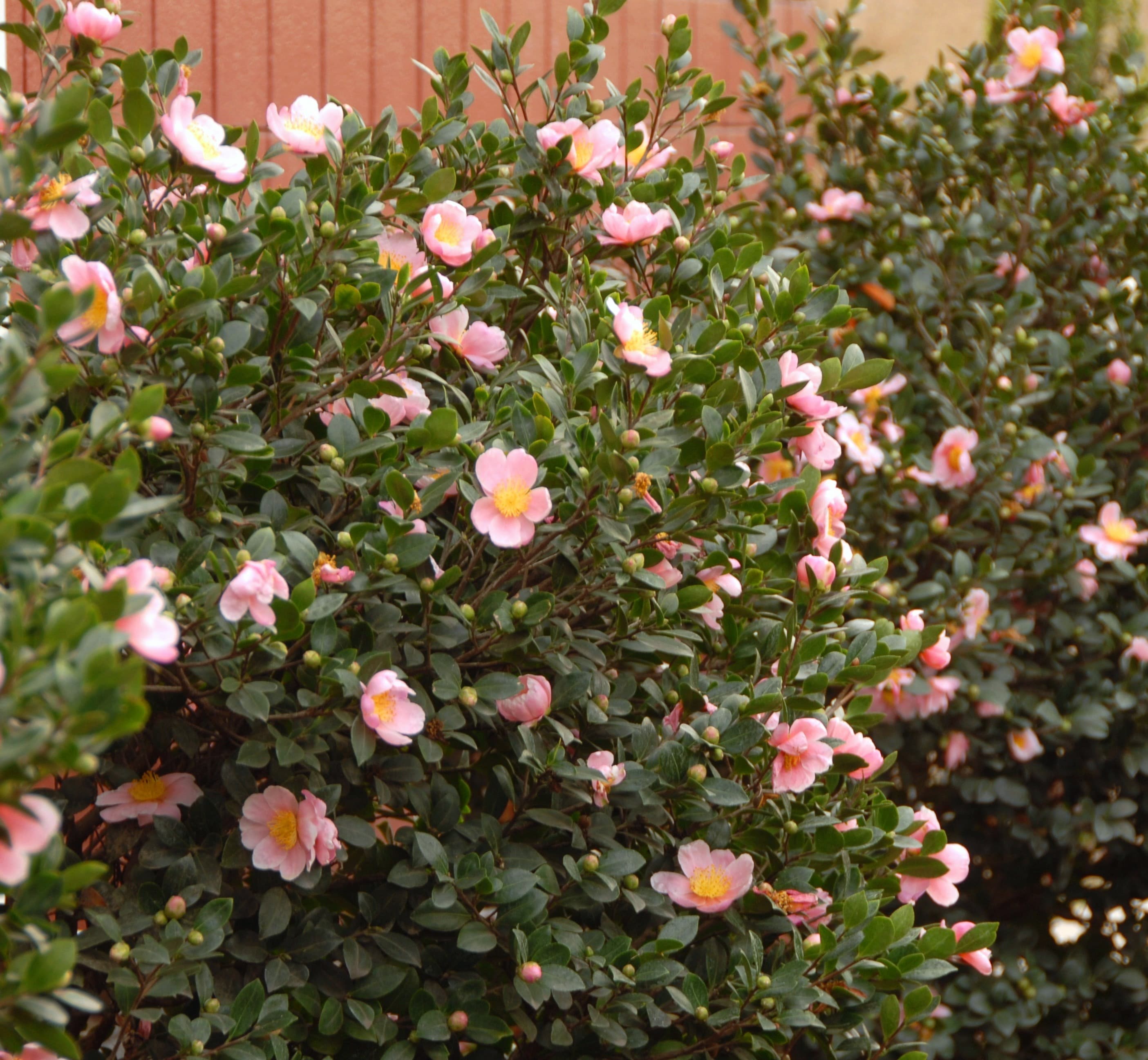 Monrovia 022335 shrubs - View #4