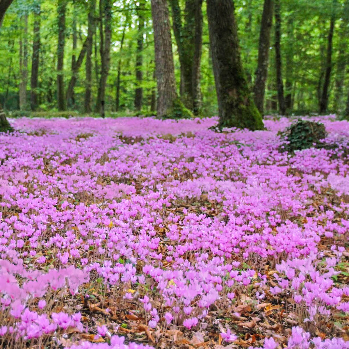 Breck's Pink Hardy Cyclamen Dormant Flowering Bulbs 3-Pack 12286 at ...