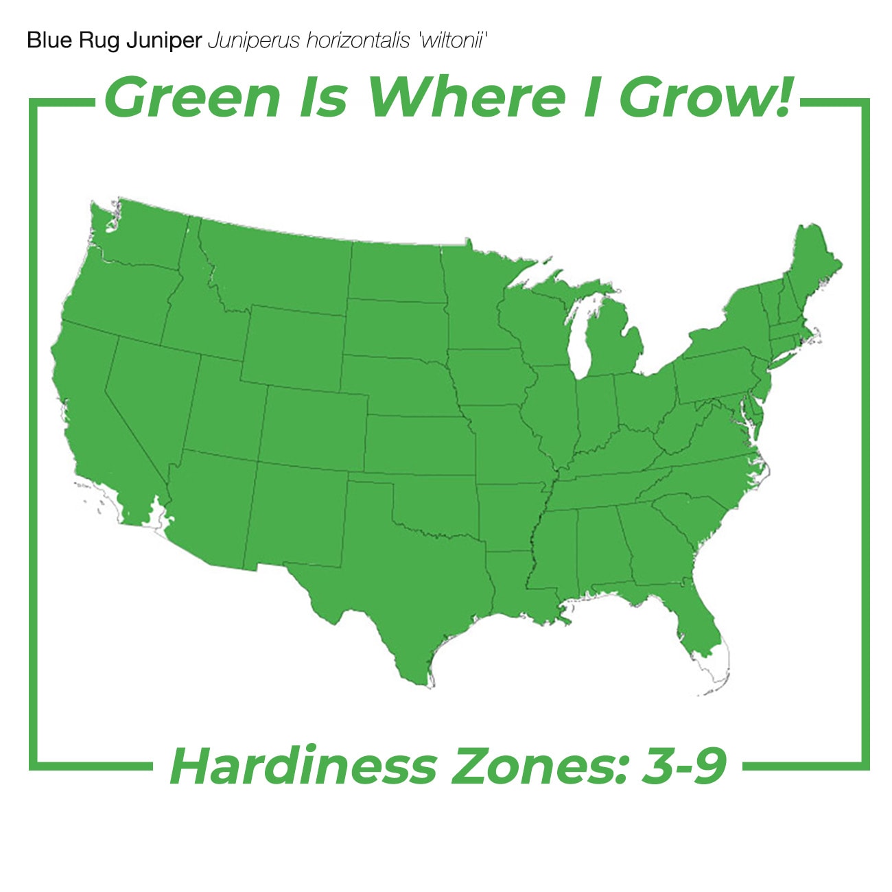 Perfect Plants LOBLUERUGJUNIPER1G shrubs - View #3