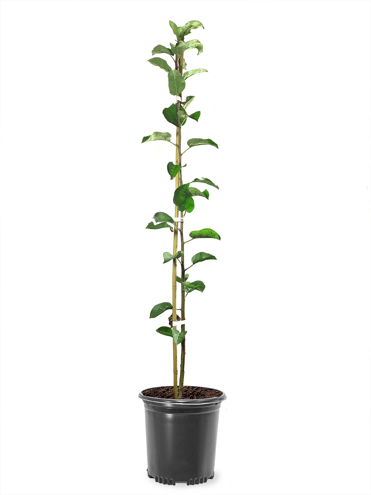 Southern Planters APPRNC01G 1 Count White Fruit Red Romance Apple In pot (with soil)