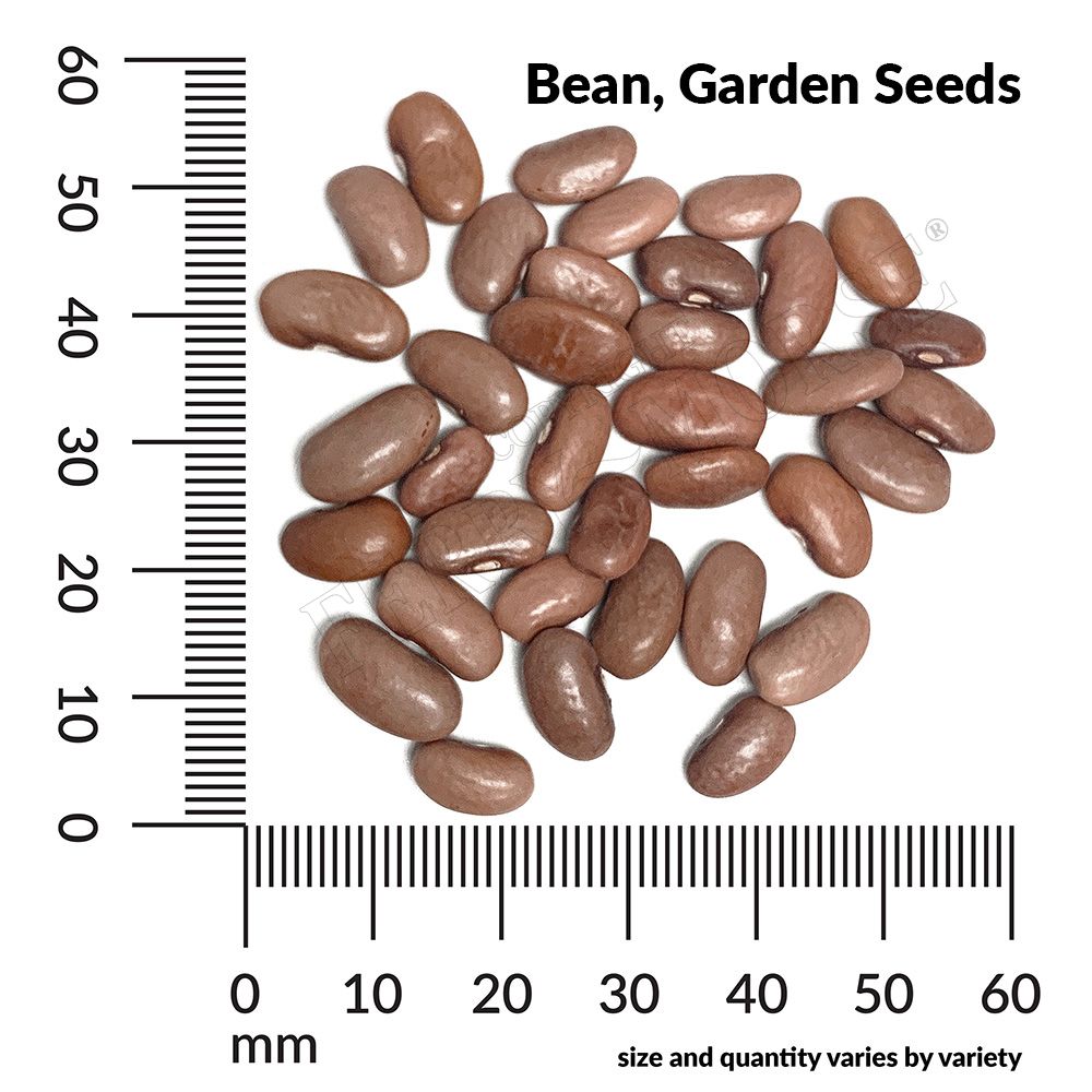 Ferry-Morse LC25.7061 Vegetable-Herb-Seeds - View #2
