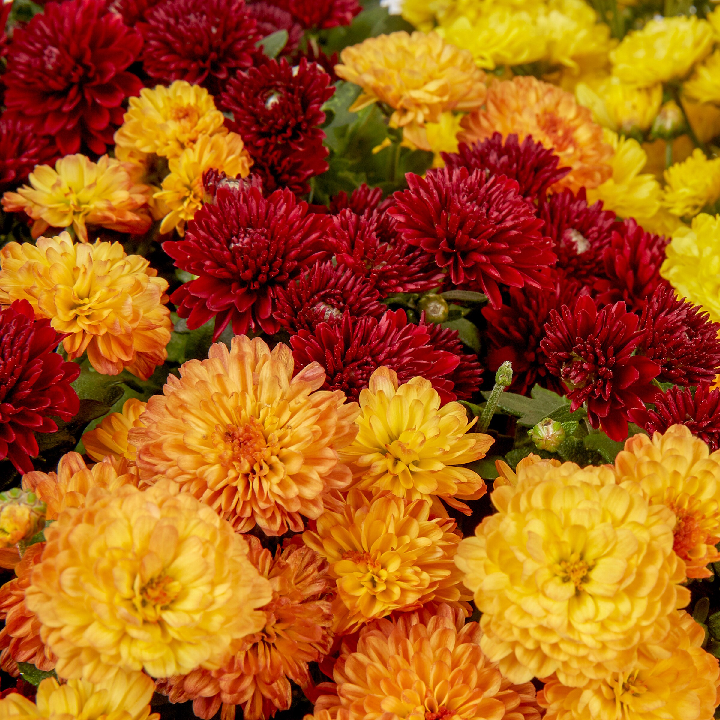 Lowe's 752100 annuals - View #2