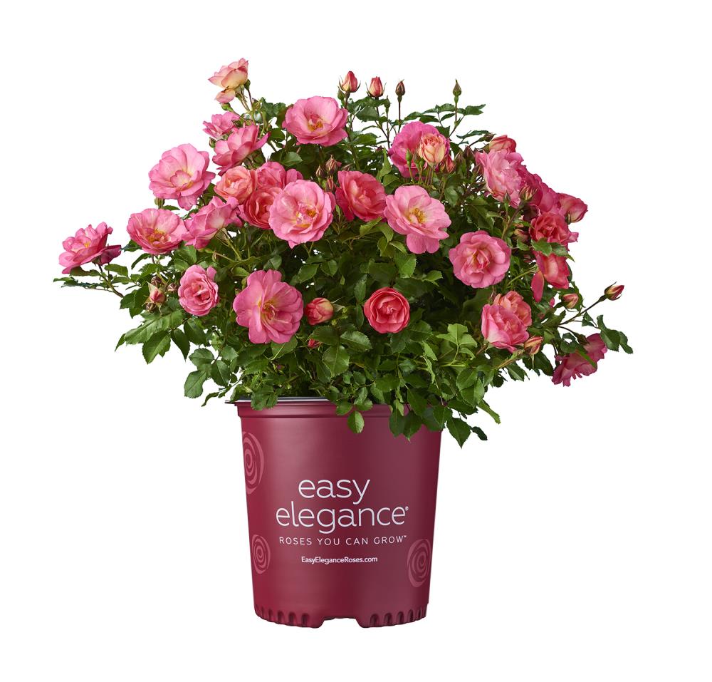 2-Gallon Pink Shrub Rose Flowering Shrub in Pot in the Shrubs ...