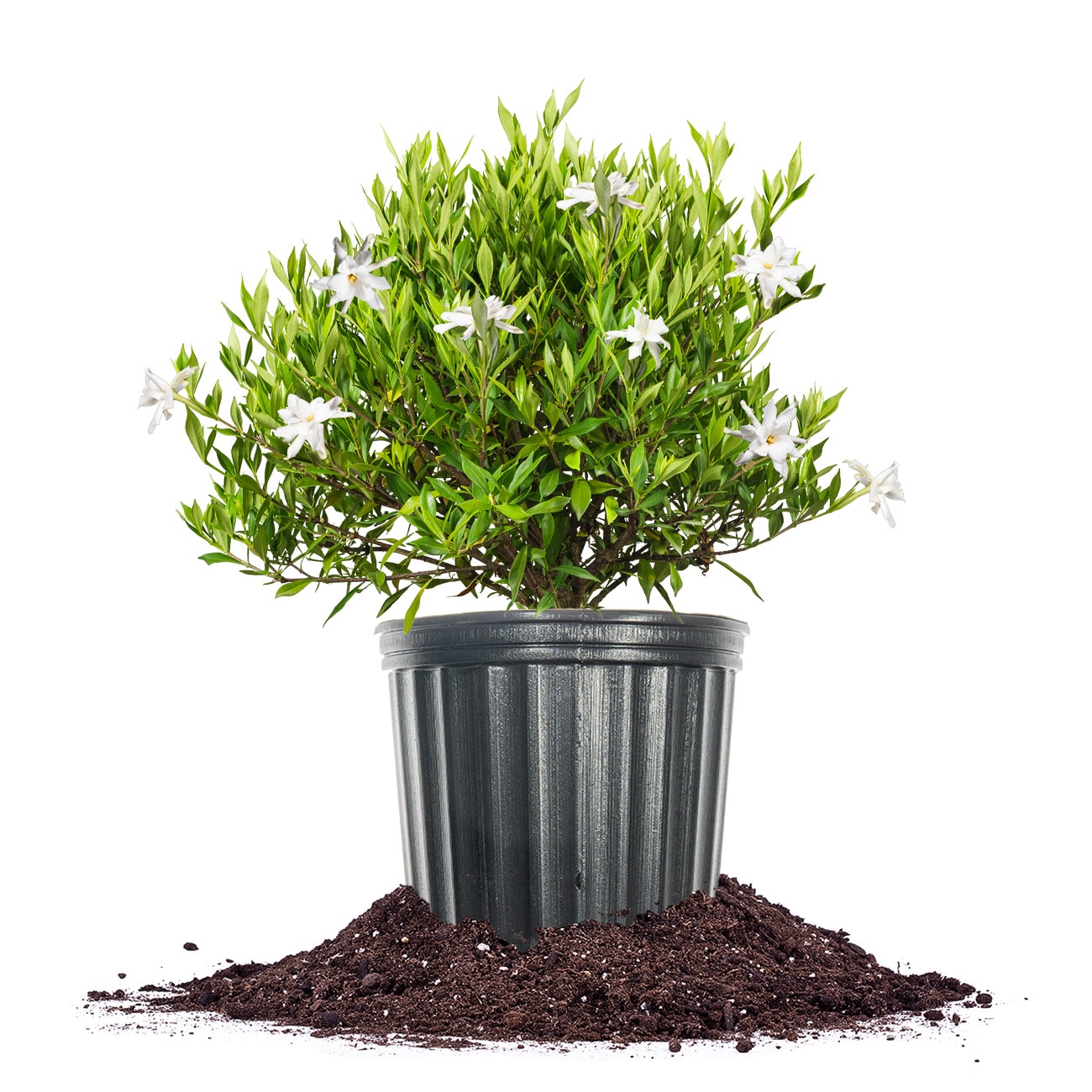 Perfect Plants LOFROSTPROOFGAR3G White Frostproof Gardenia Flowering Shrub in 3-Gallon Pot