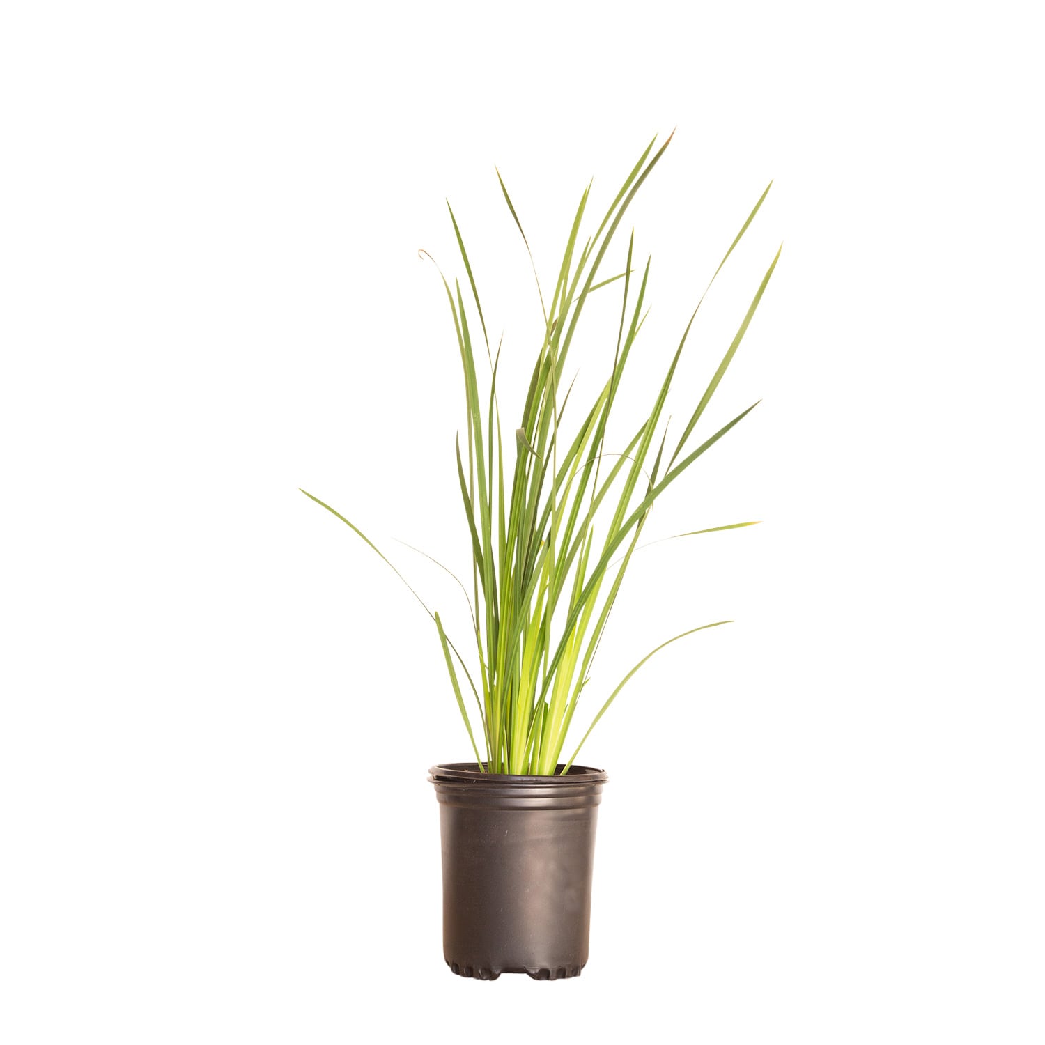 Flowerwood 1318Q-1 Yellow African Iris Plant in 2.5 -Quart Pot 1 -Pack