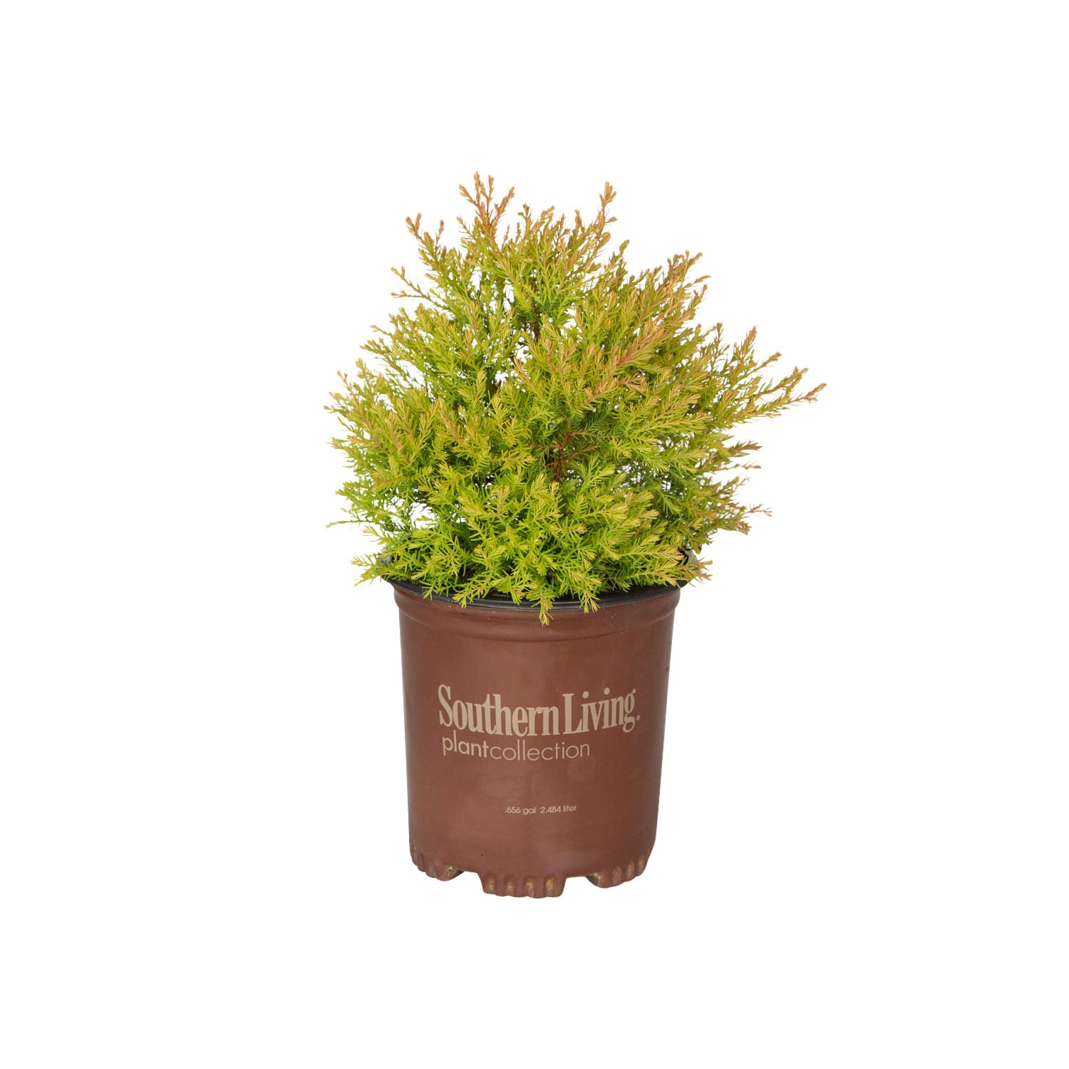 Southern Living Plant Collection 5529Q-1 Fire Chief Arborvitae Accent Shrub in 2.5 -Quart Pot 1 -Pack