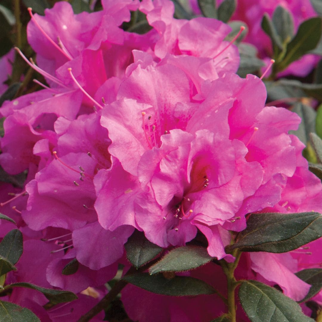 Encore Azalea 80551 shrubs - View #7
