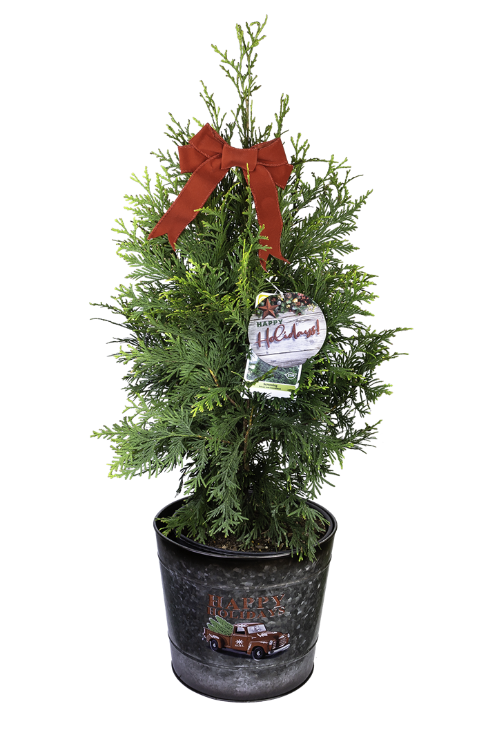 Holiday Living 1658577 Arborvitae Emerald Green Holiday Feature Shrub in 2.5 -Quart Planter 1.0 -Pack