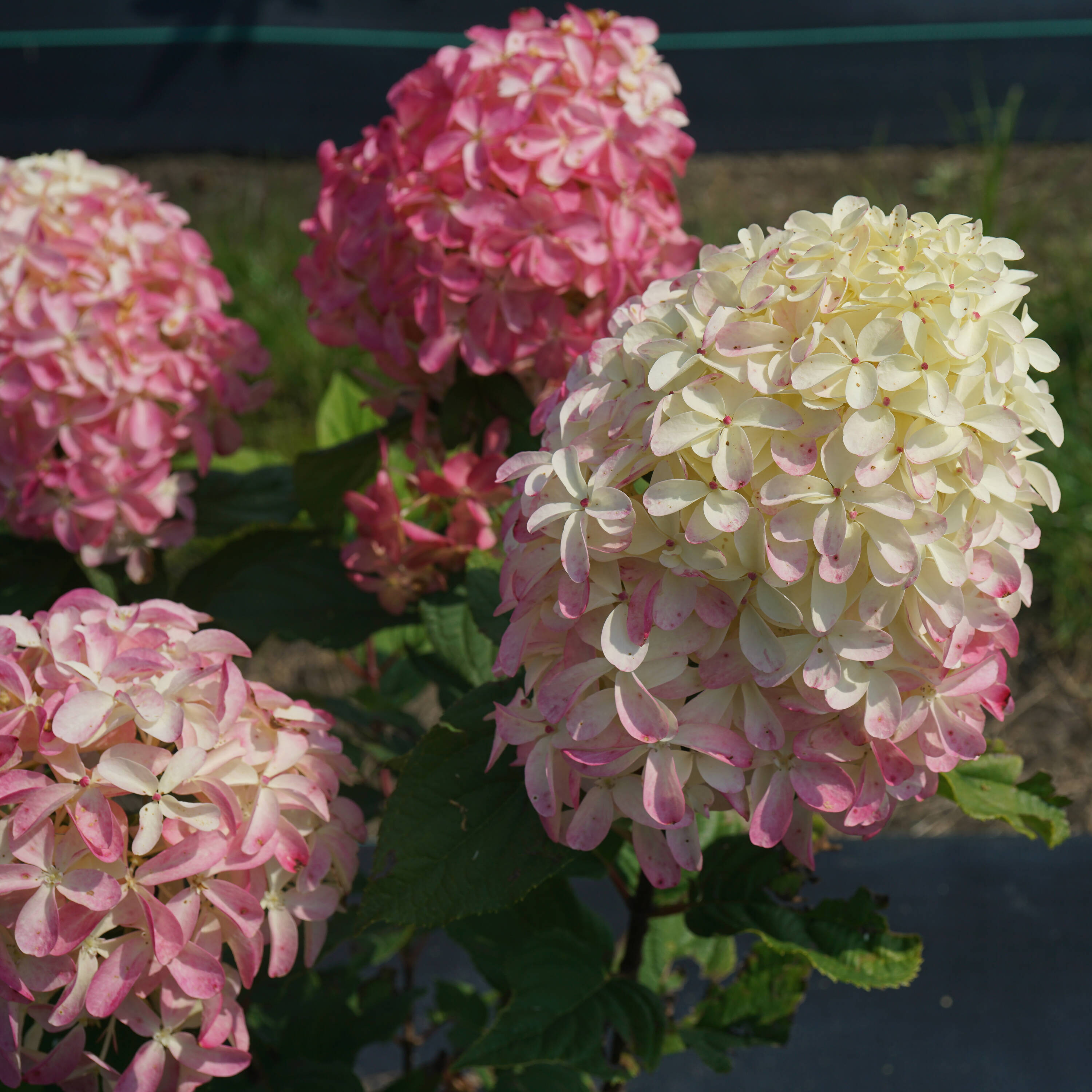 Proven Winners HYDPRC1206101 shrubs - View #5
