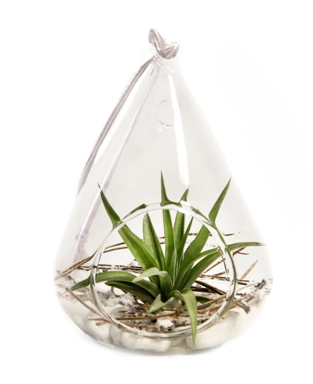 Lowe's GLWIKICHXX008 Winters Kiss- Air Plant House Plant in 1-Pack Terrarium