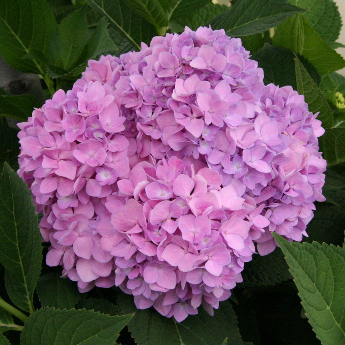 Gurney's Seed and Nursery Endless Summer Bloomstruck Hydrangea ...