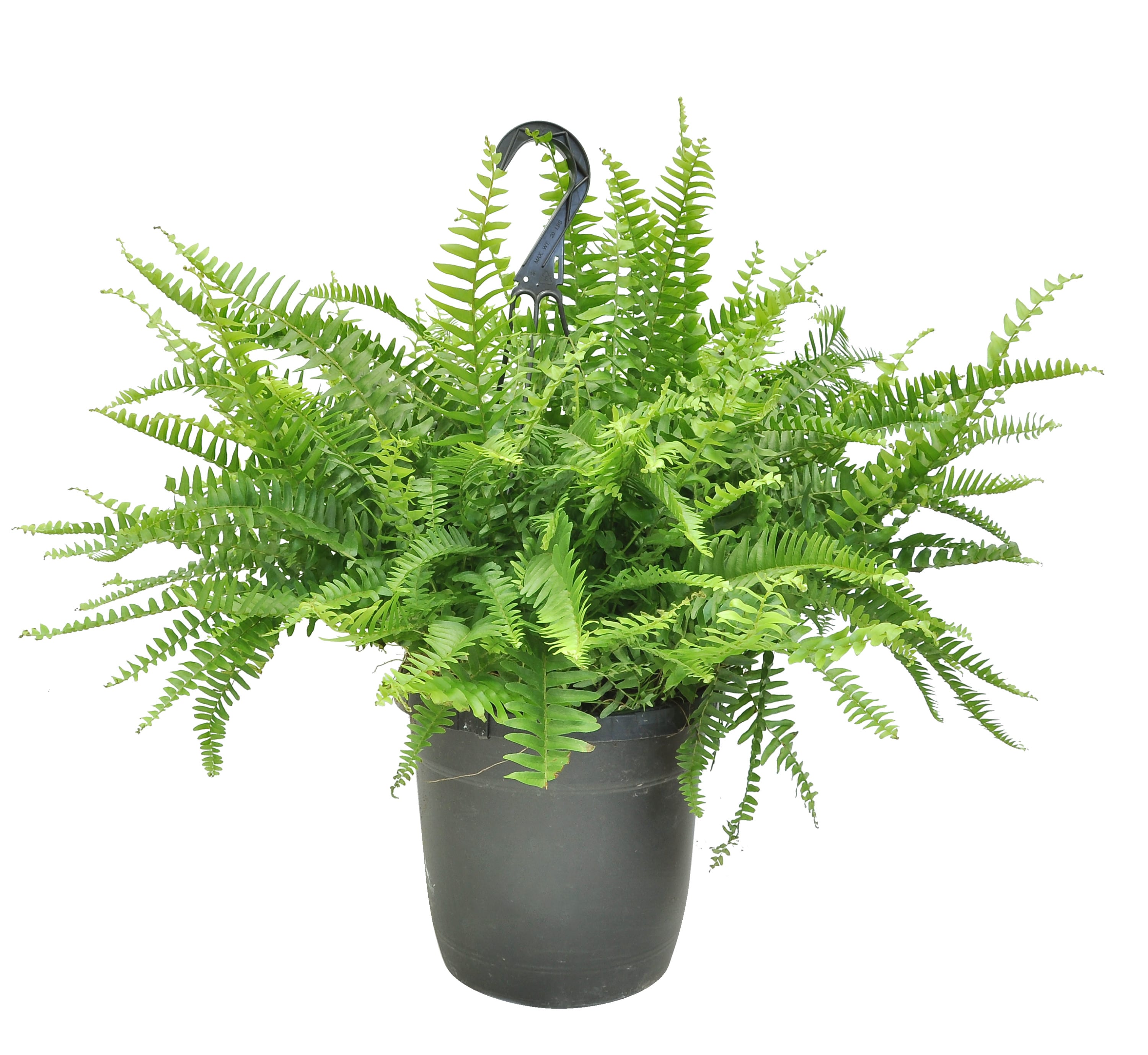 Boston Fern House Plants at