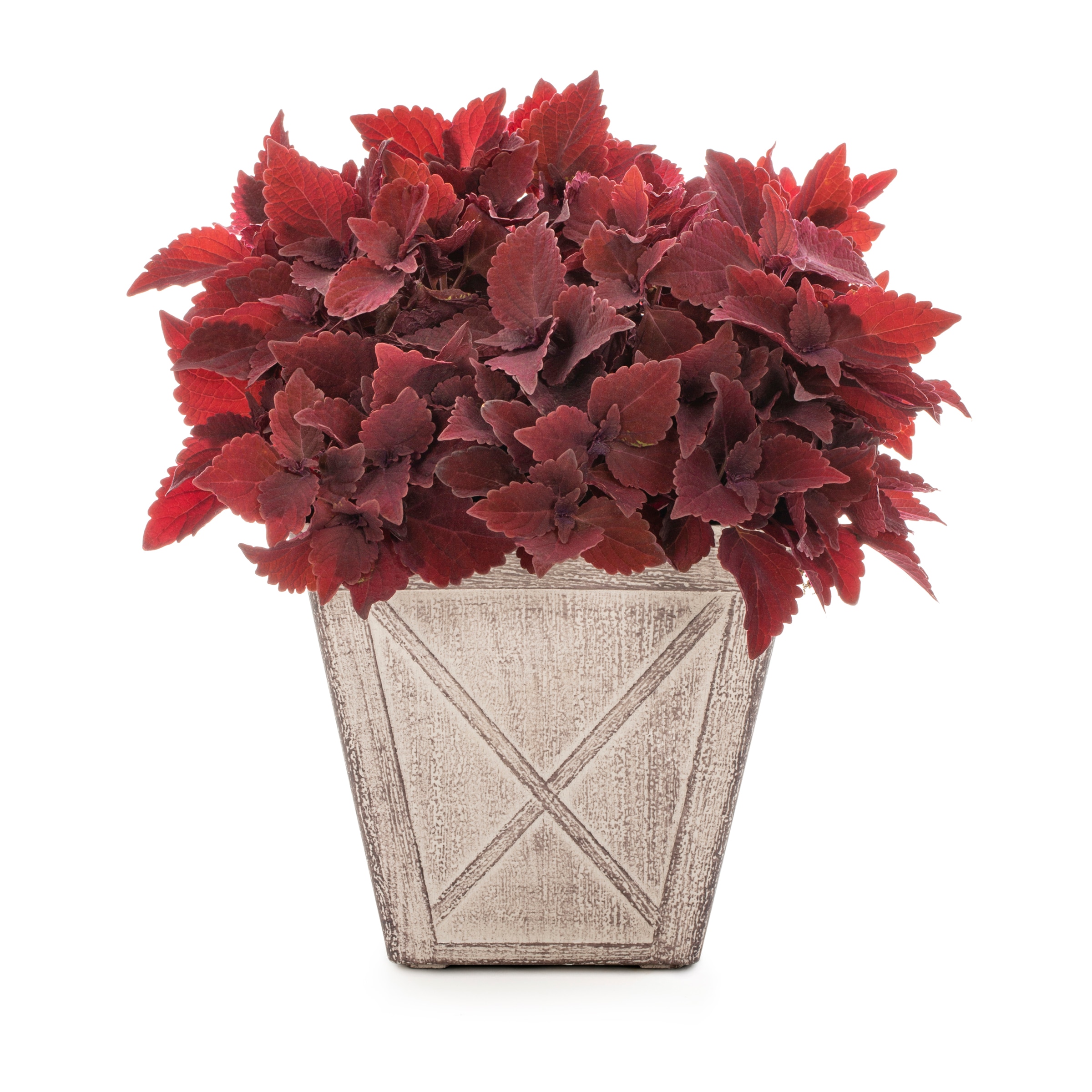 Lowe's NURSERY Coleus in 1 Gallon(s) Planter