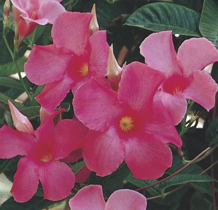 Dipladenia (L5091) at Lowes.com