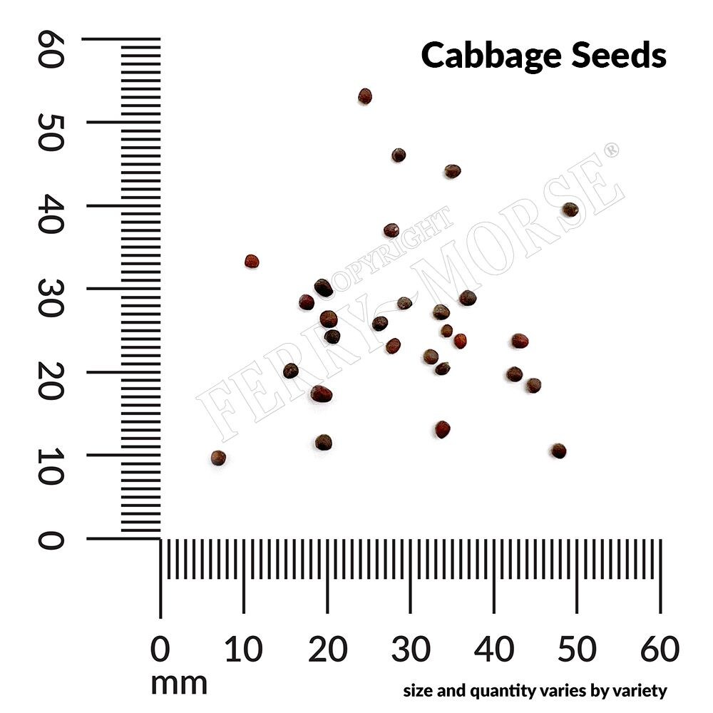 Ferry-Morse LC25.4144 Vegetable-Herb-Seeds - View #4