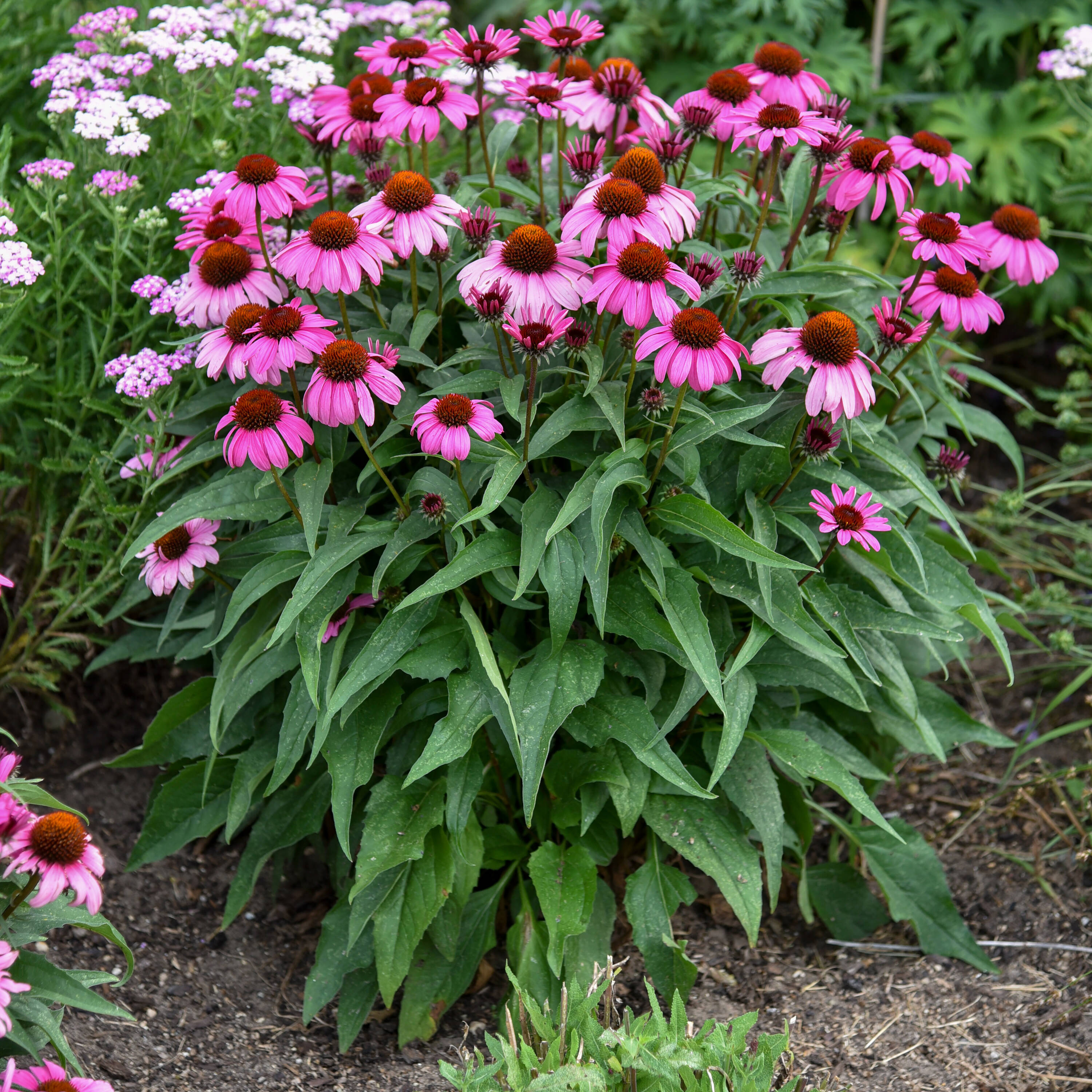 Proven Winners ECHPWP2996102 perennials - View #3