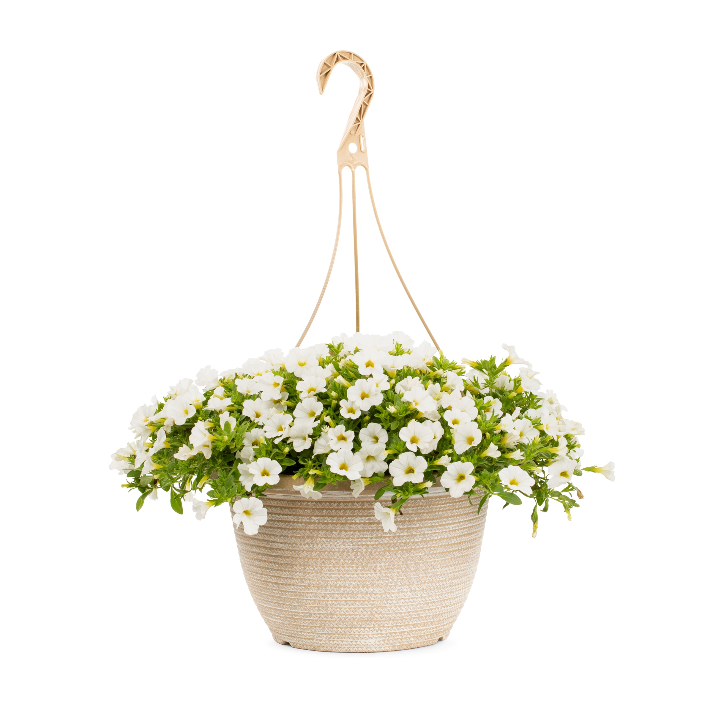 Lowe's 411865 annuals - View #11