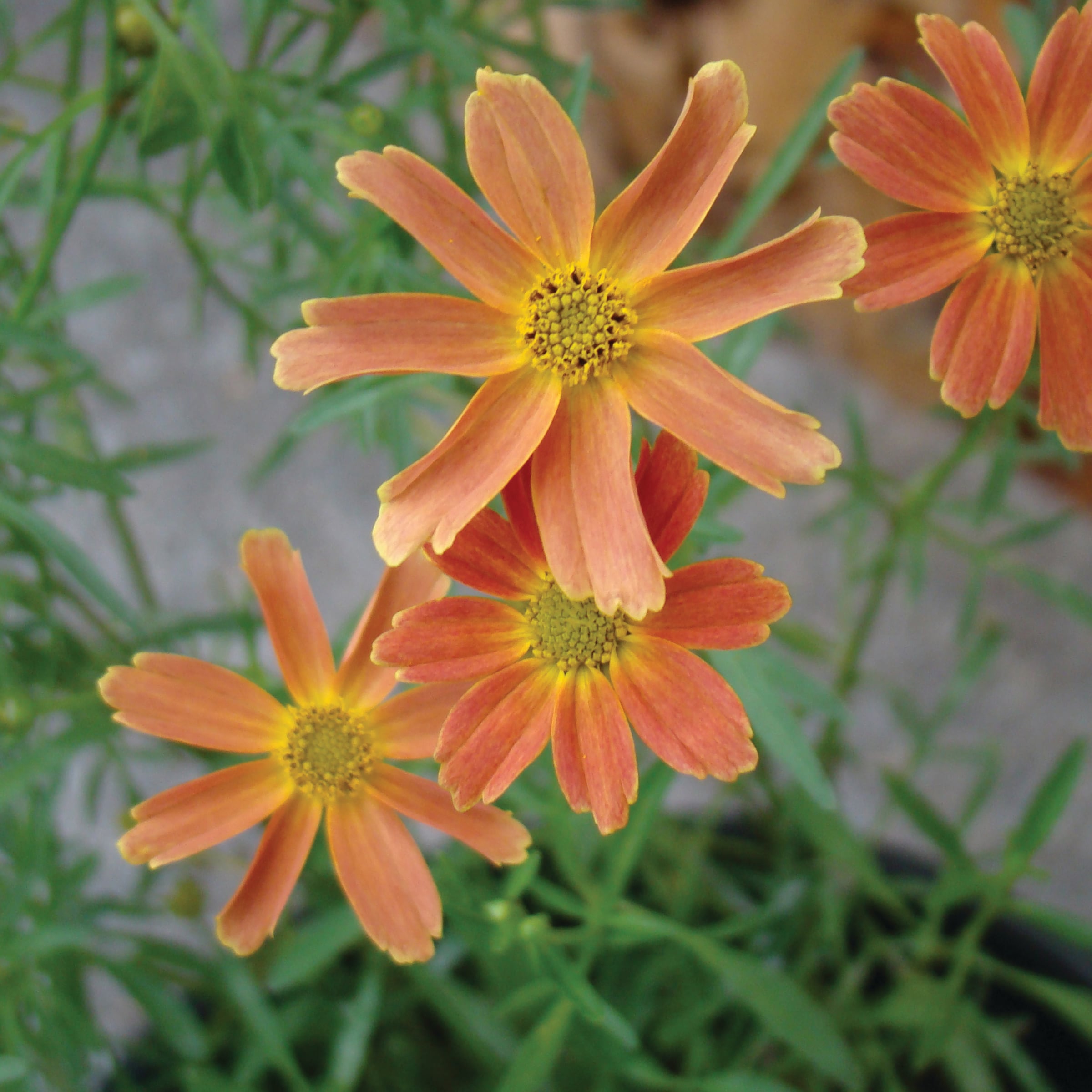 Monrovia NURSERY Orange Sienna Sunset Threadleaf Coreopsis Plant in 2.50 -Quart Pot 1.0 -Pack