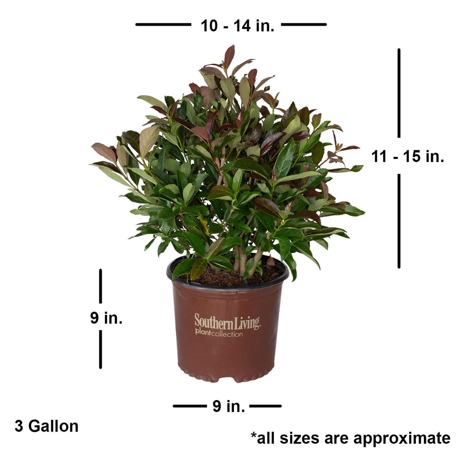Southern Living Plant Collection 56863-1 shrubs - View #3