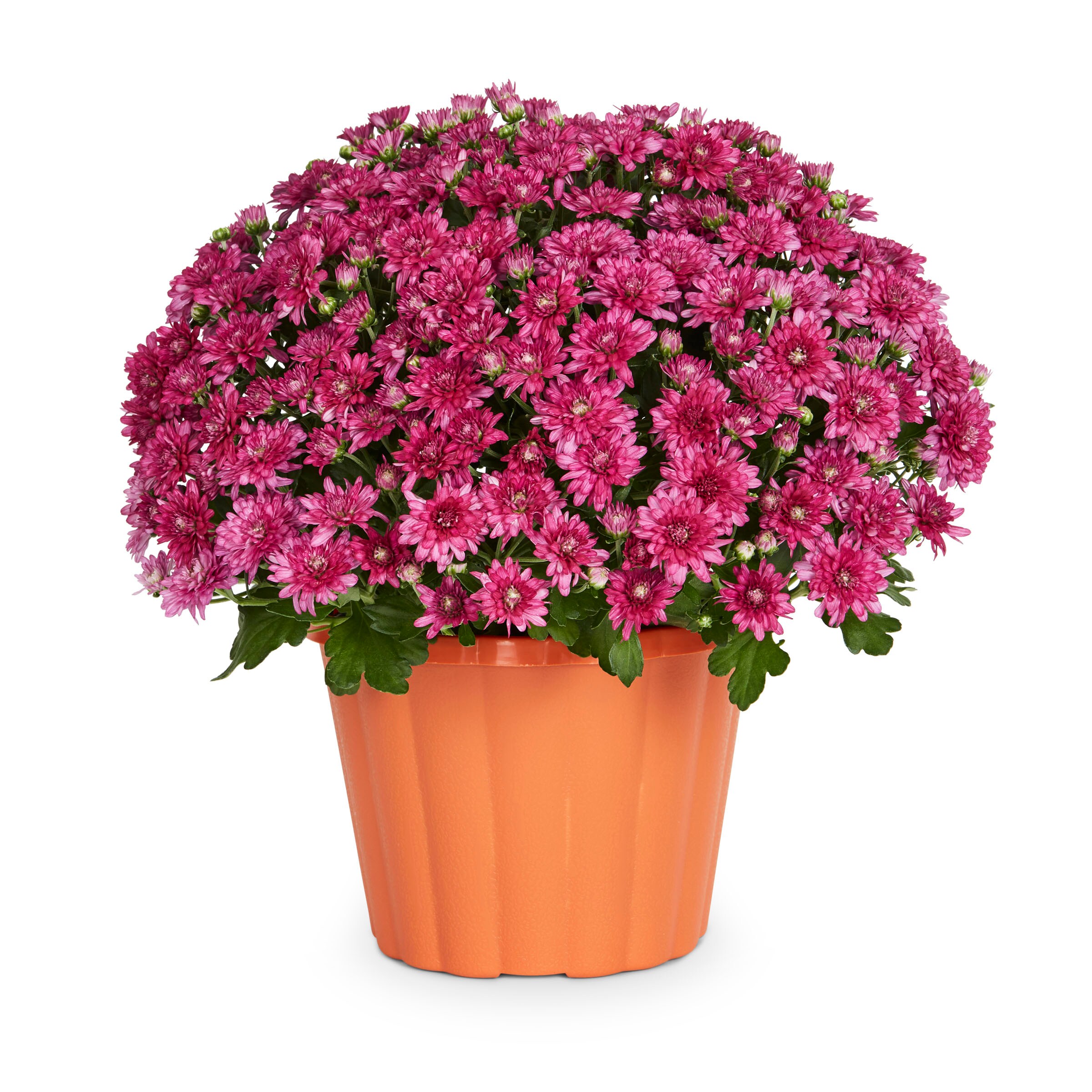 Metrolina Greenhouses Purple Mum in 3-Quart Pot 2-Pack in the Annuals ...