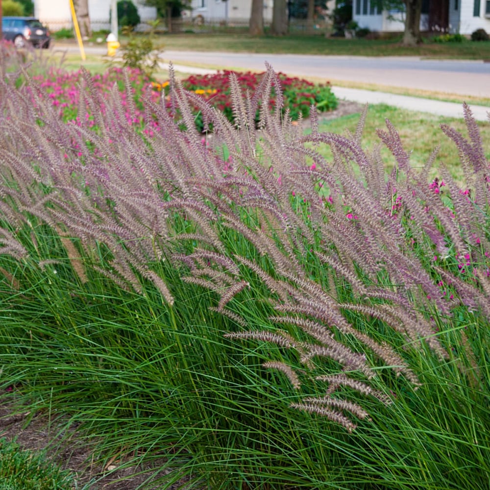 Gardens Alive! 65974 Ornamental-Grasses - View #2
