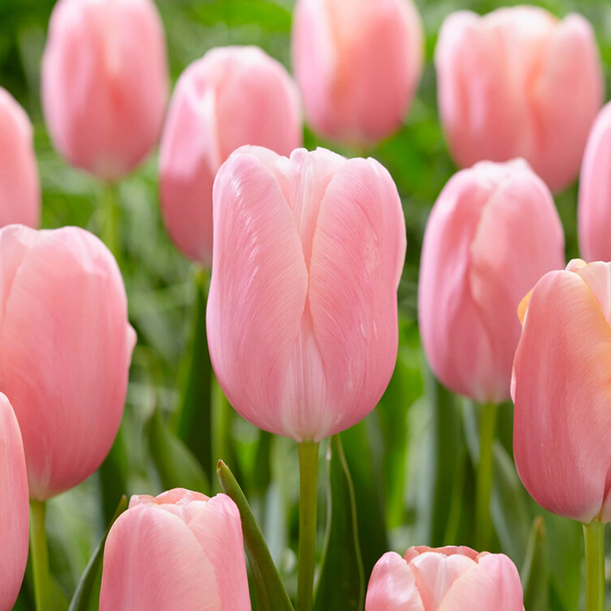 Bagged Pink Menton Tulip Plant Bulbs at Lowes.com