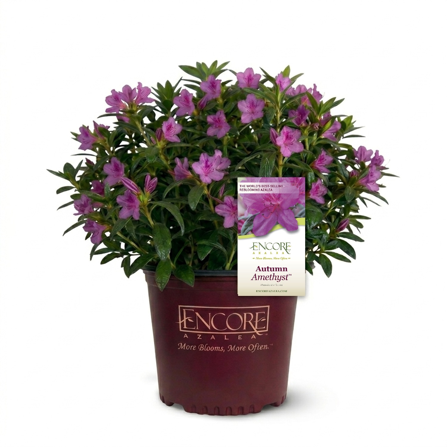 Encore Azalea 2 -Gallon Autumn Amethyst Azalea Foundation/Hedge Shrub with Lavender Blooms 1 -Pack