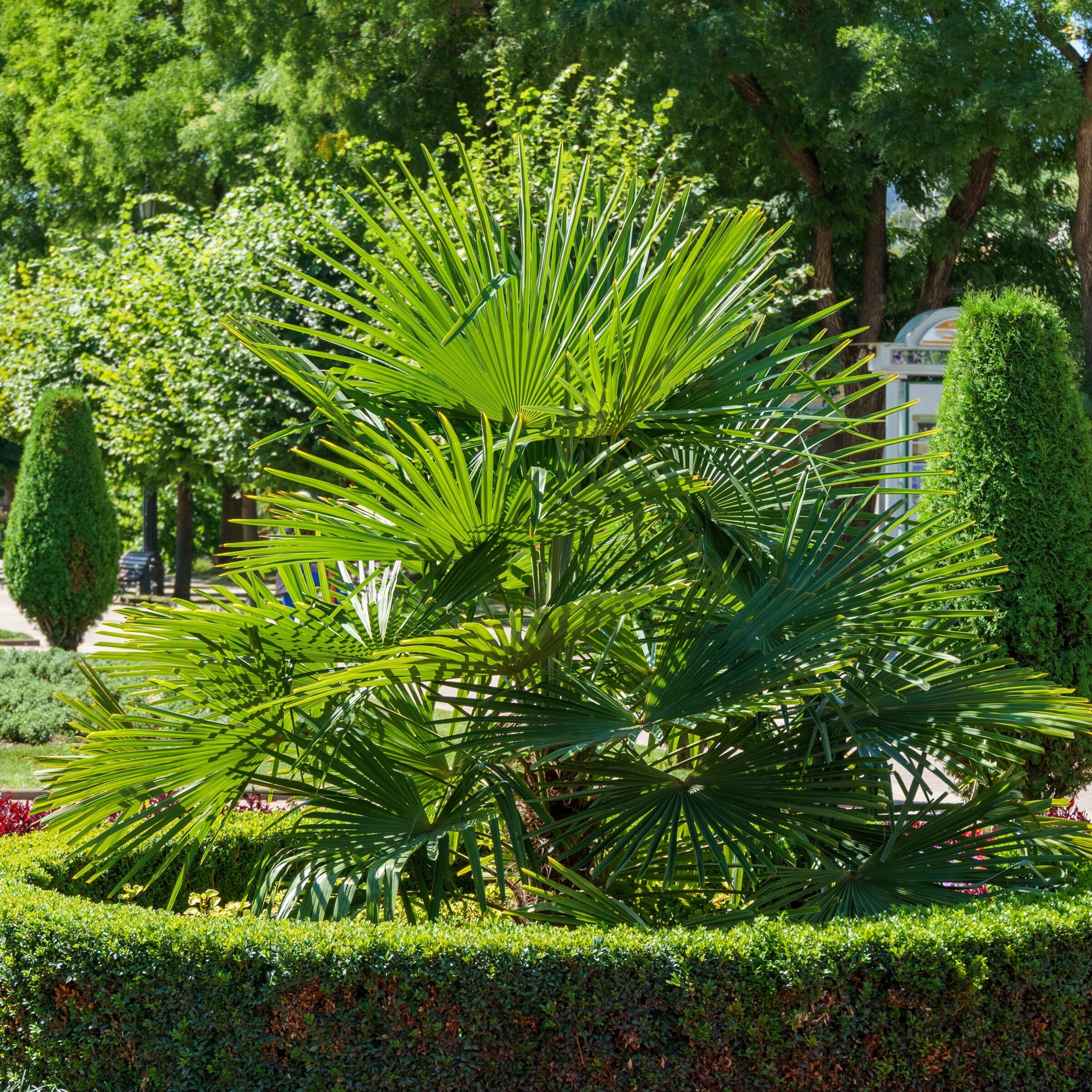 National Plant Network LW2660 trees - View #5