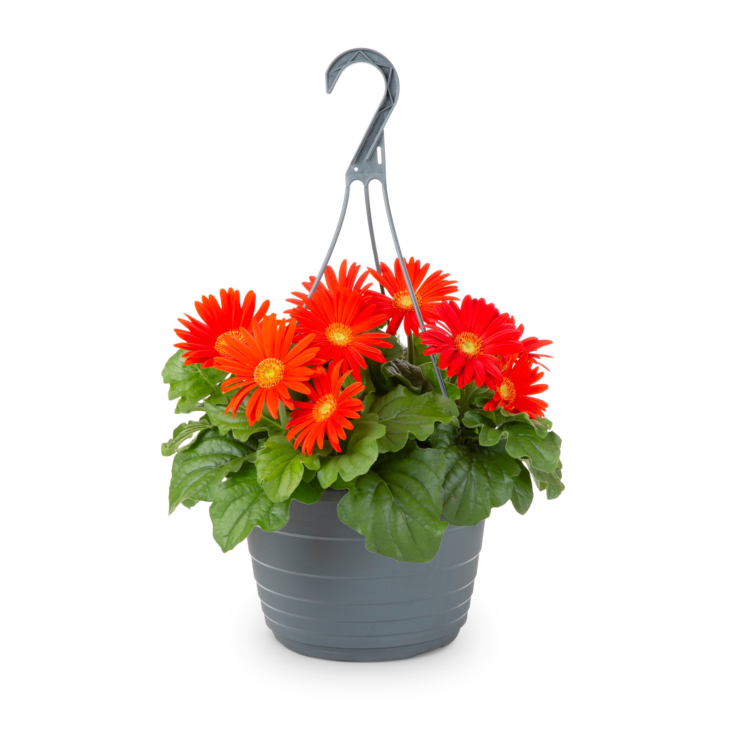 Lowe's 211416 annuals - View #13