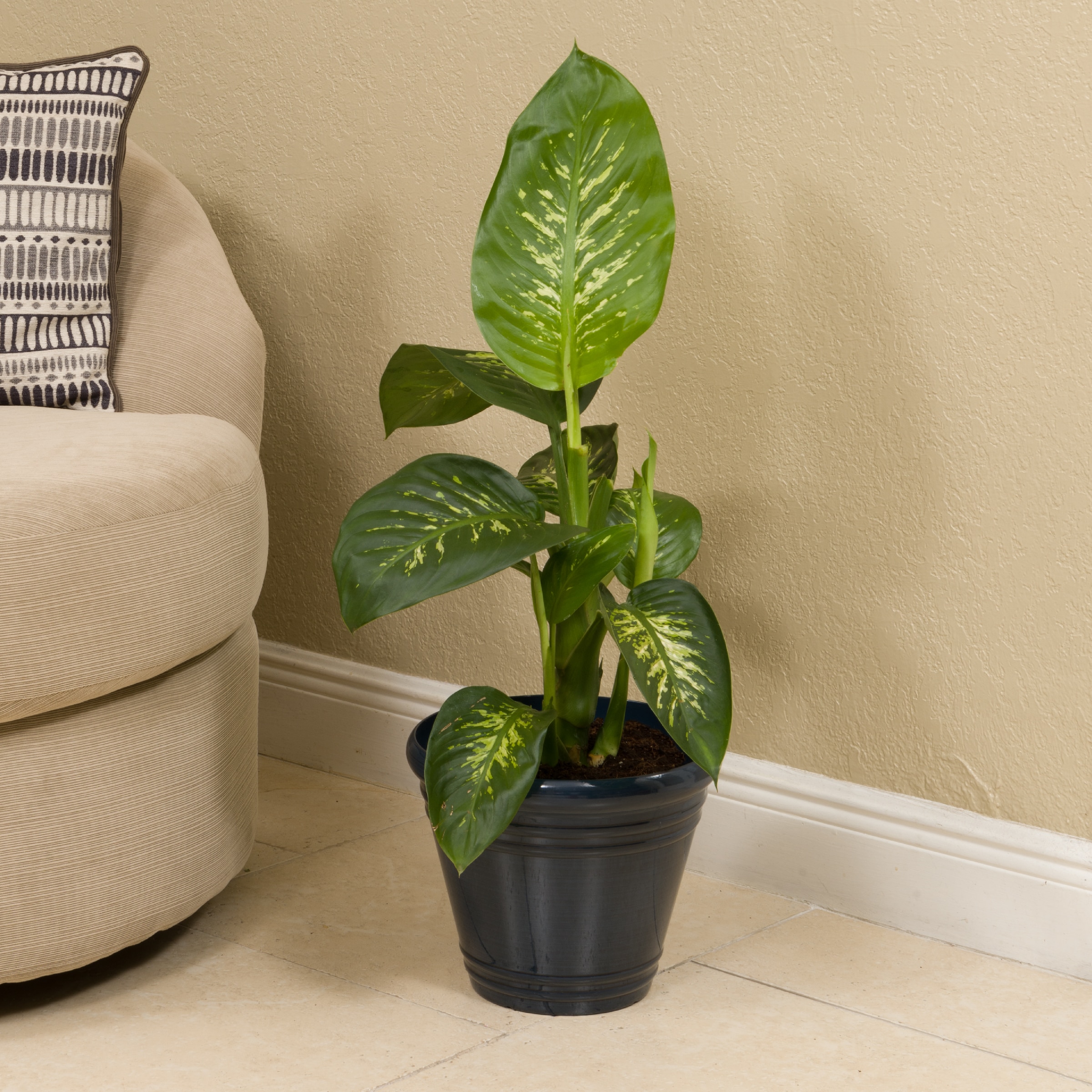 Lowe's 471504 hseplants - View #2