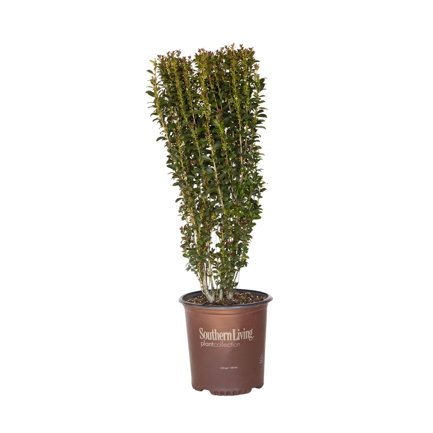 Southern Living Plant Collection 31192SL-1 Red Sky Pencil Holly Screening Shrub in 2 -Gallon Pot 1 -Pack